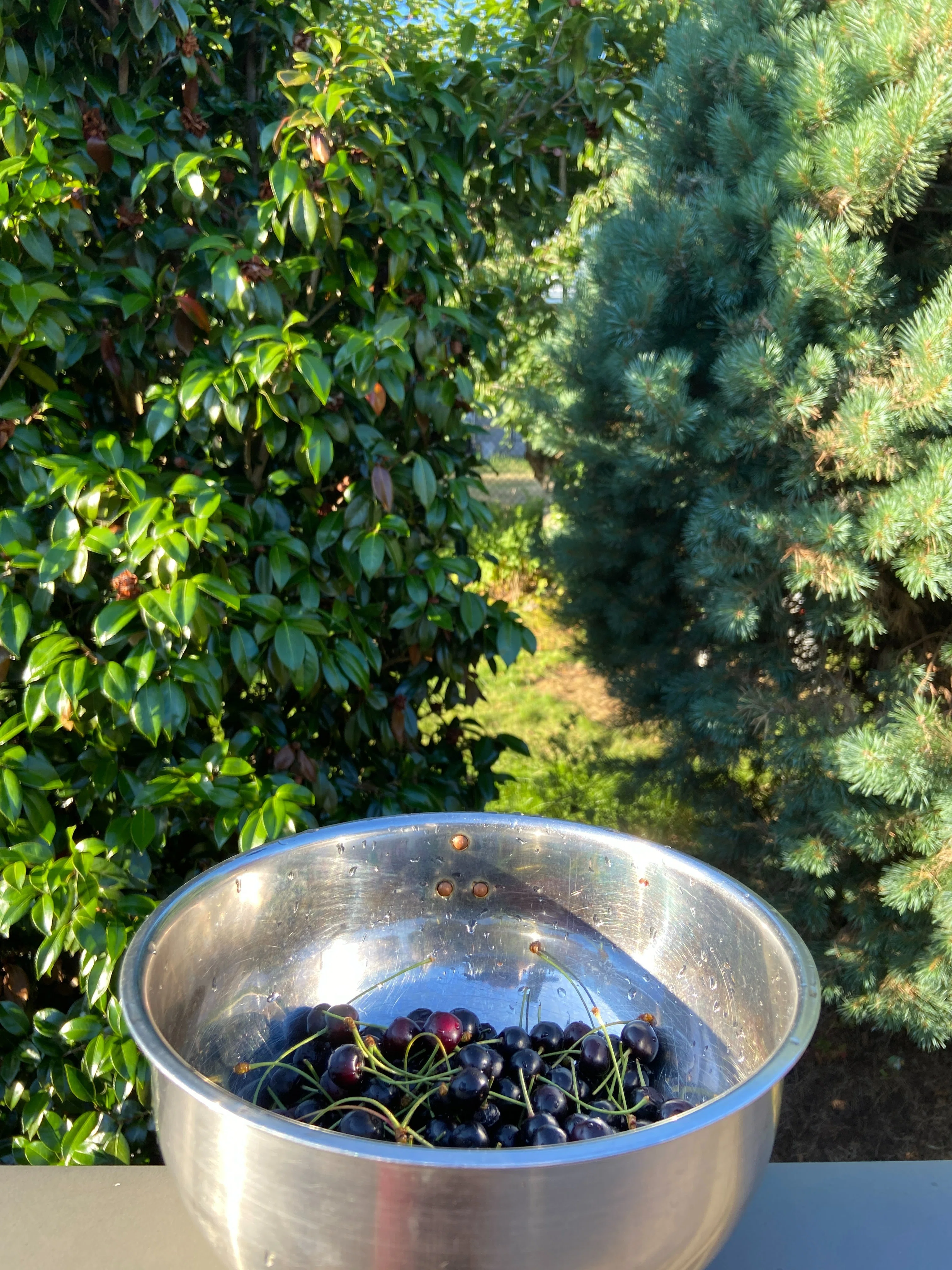 The Secret of the Garden Cherry Tree｜カナダで時々お抹茶（西島わけい）