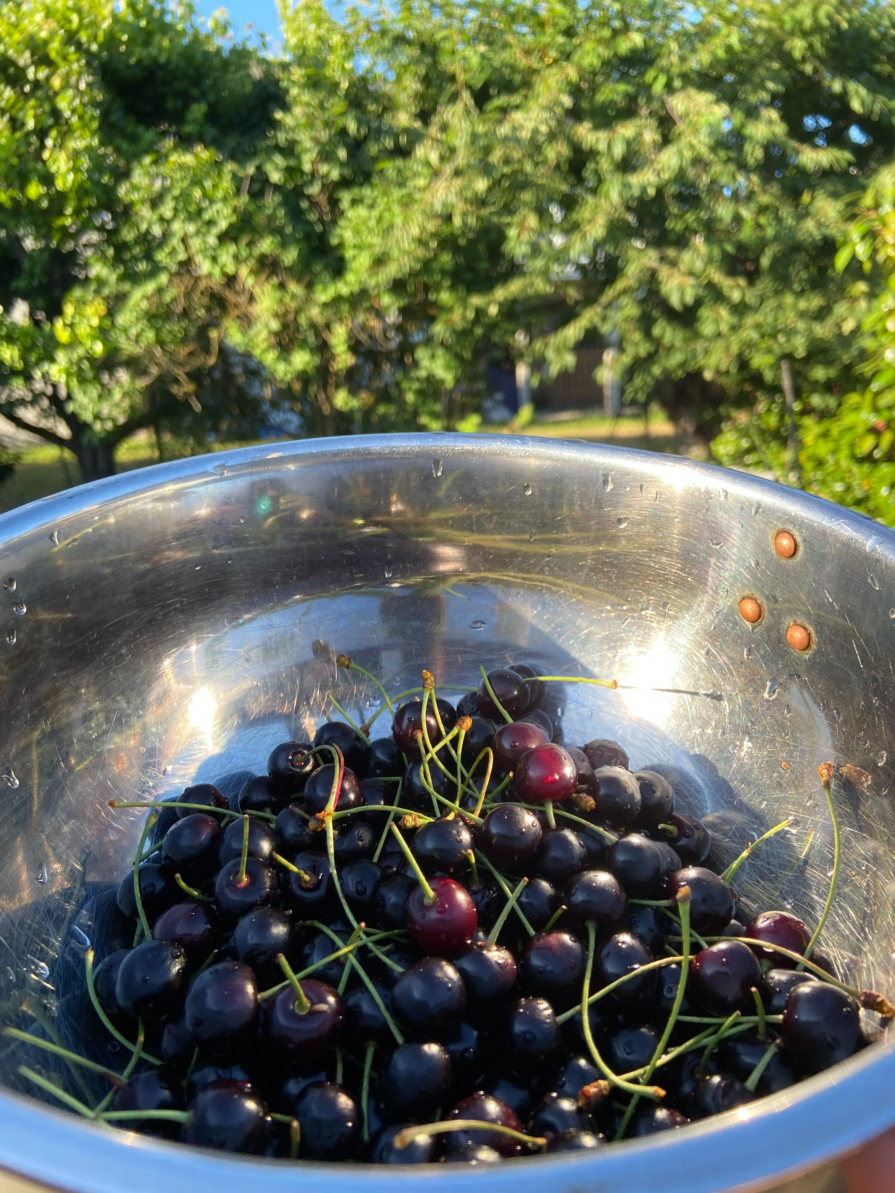 The Secret of the Garden Cherry Tree｜カナダで時々お抹茶（西島わけい）