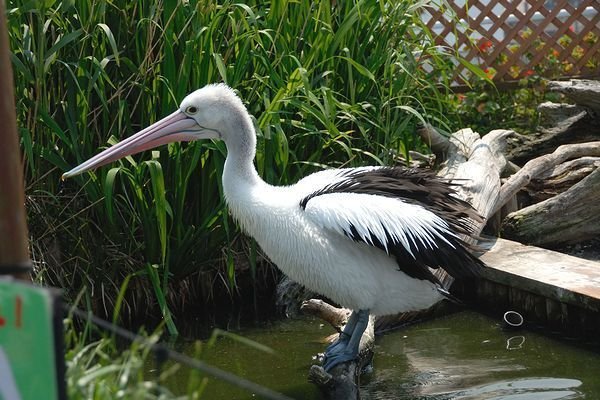 コシグロペリカン物語｜M_ayumi