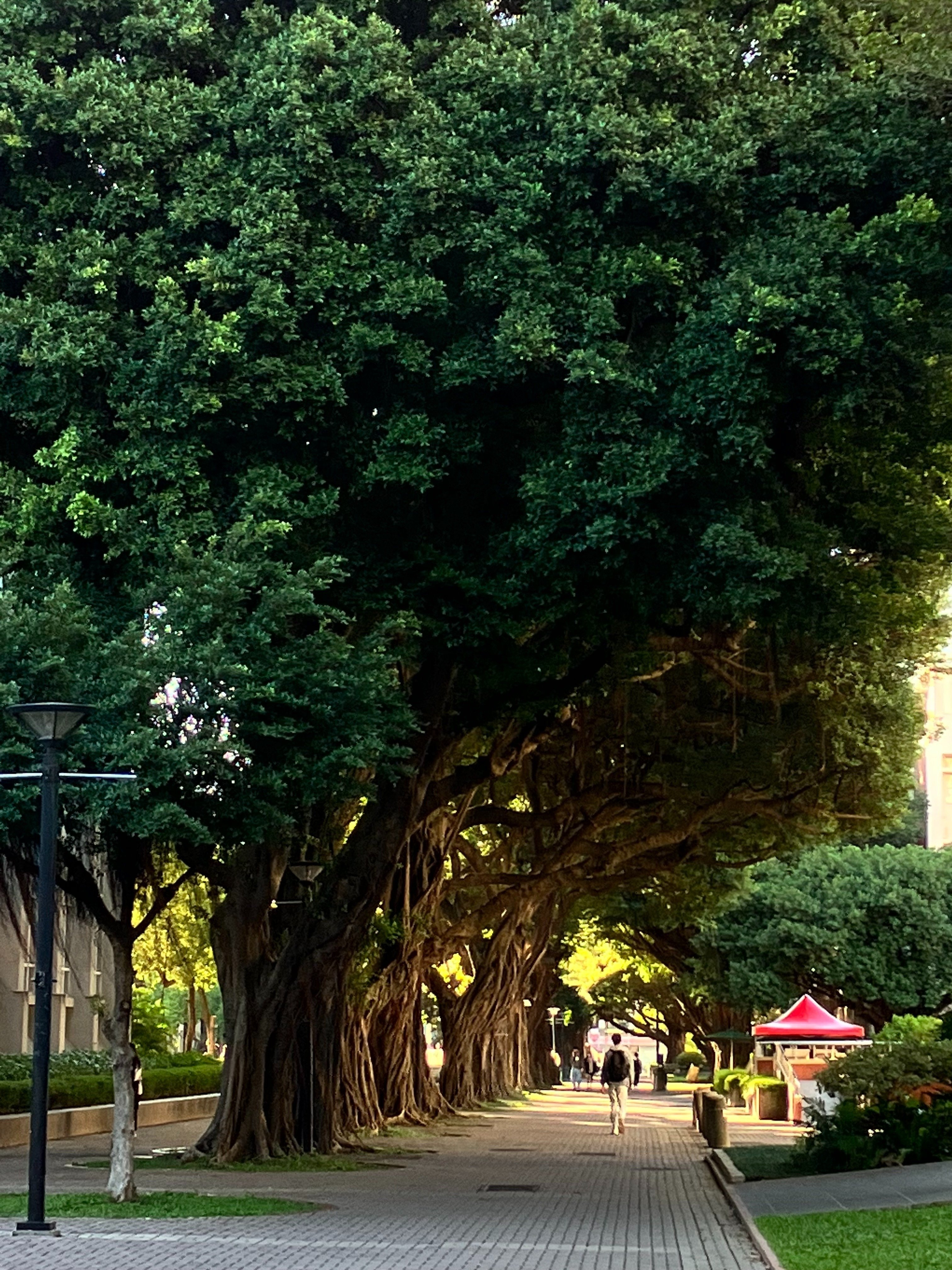 台湾のガジュマル｜あなたの沖縄｜コラムプロジェクト
