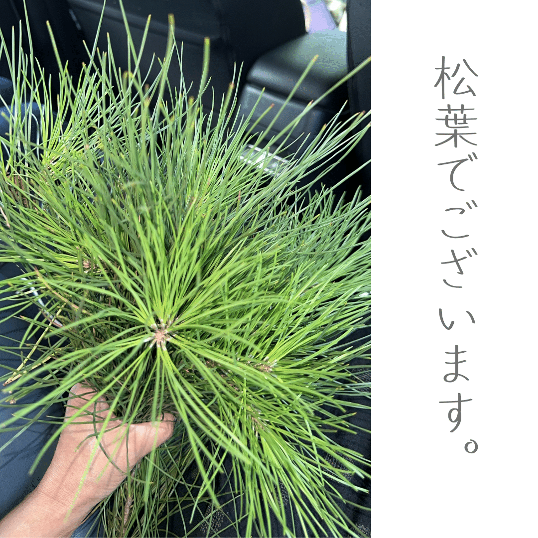 松葉ジュース 生えてたらラッキー！災害時の生薬になる【松葉】でつくってみた