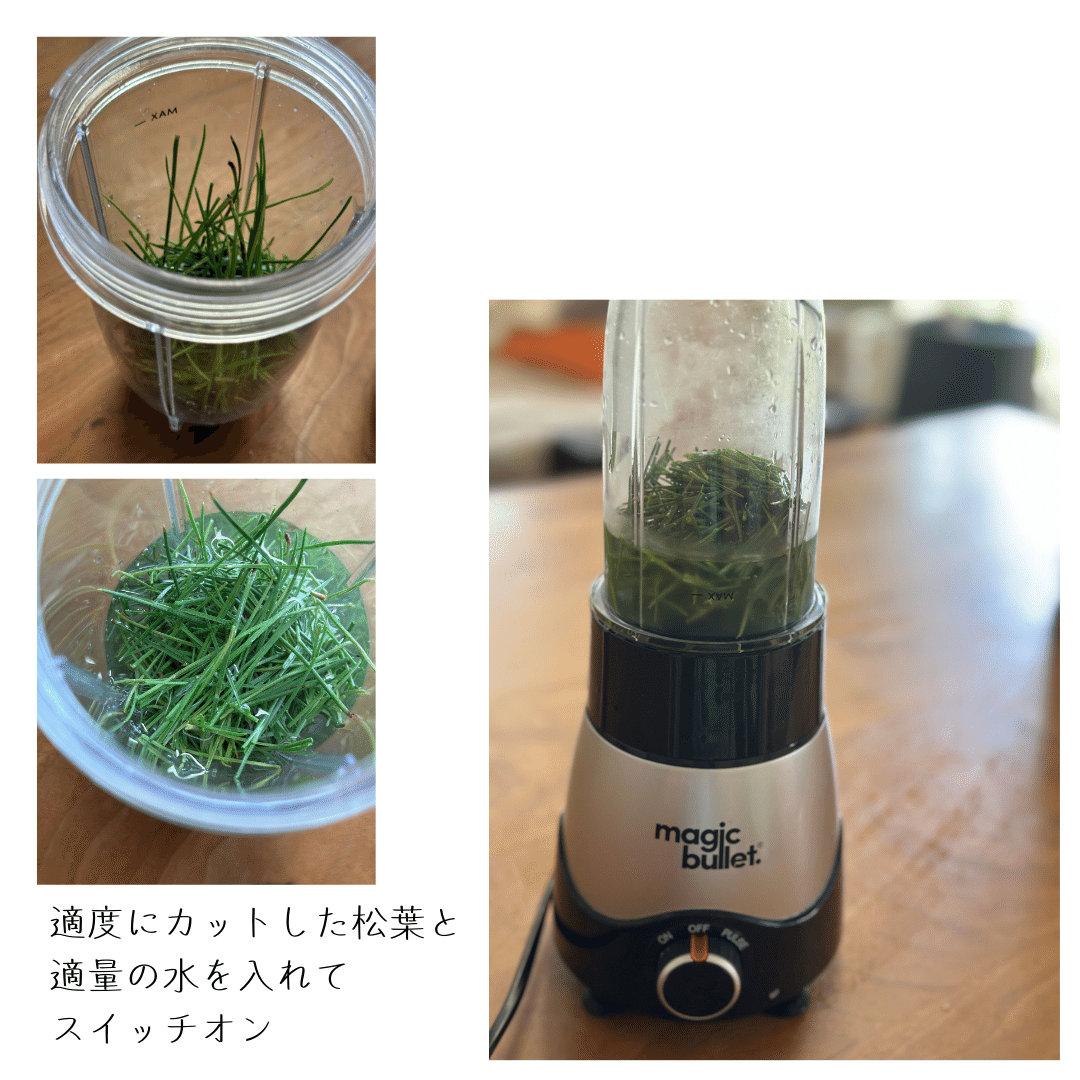 松葉ジュース 生えてたらラッキー！災害時の生薬になる【松葉】でつくってみた