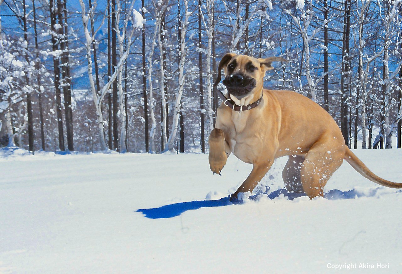 グレート・デーン GREAT DANE：近現代 ドイツ｜２本足の犬, image size:1280x872