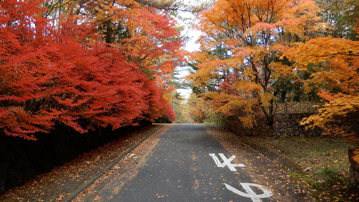 きれいな紅葉の写真