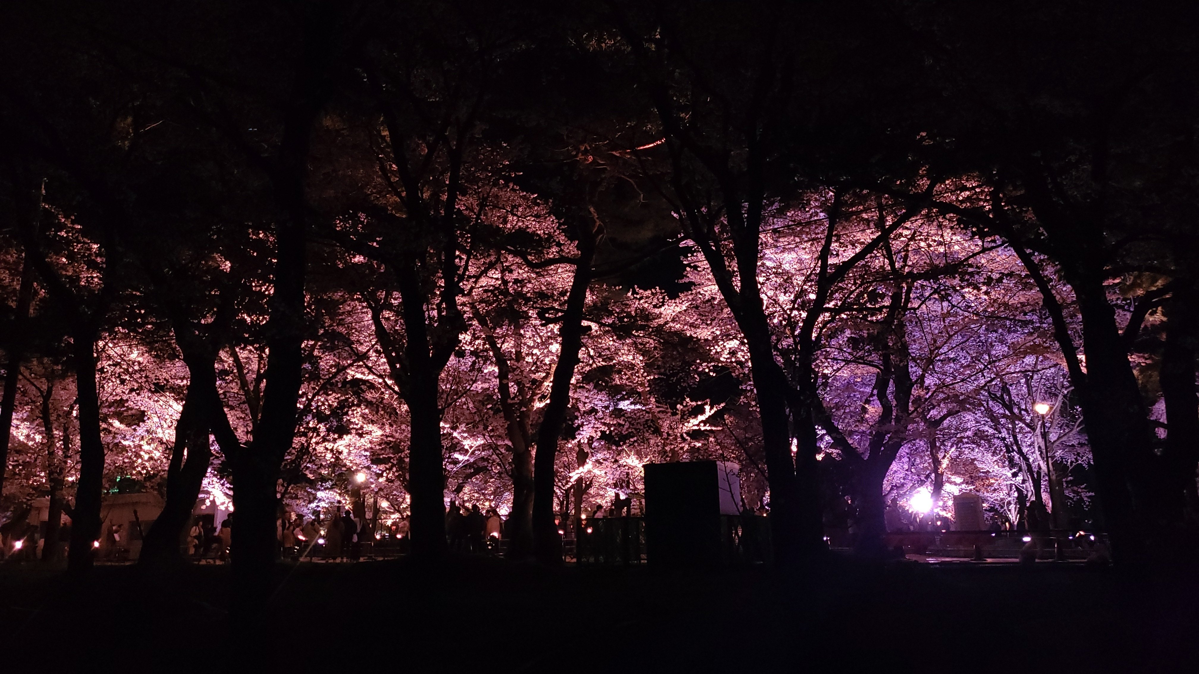 写真【夜桜・八連】+ 撮影設定。｜あ め も り ー