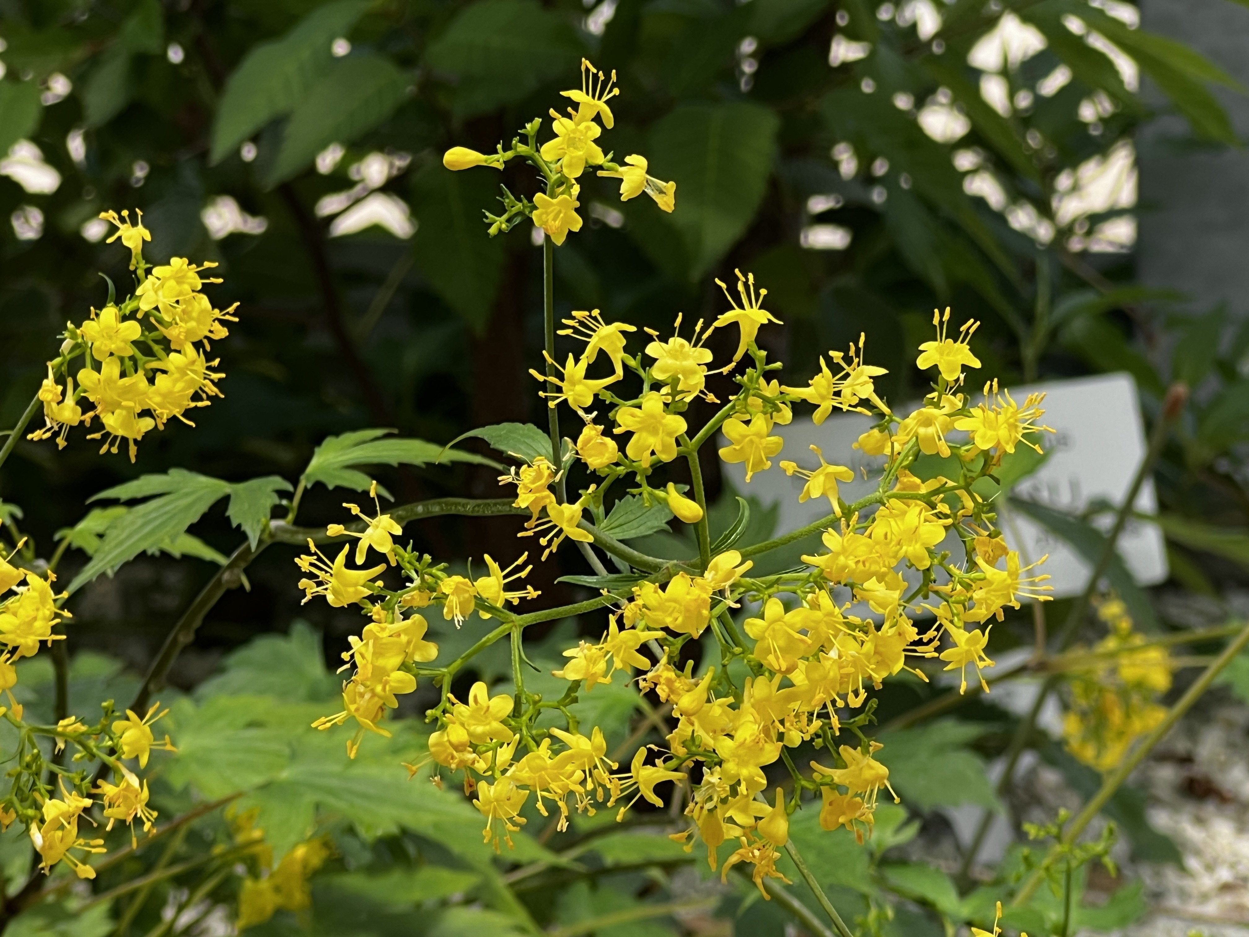 2024.07.20 秋の麒麟草/台湾人参木/大金鈴花/着せ綿・鏨菜/白山女郎花