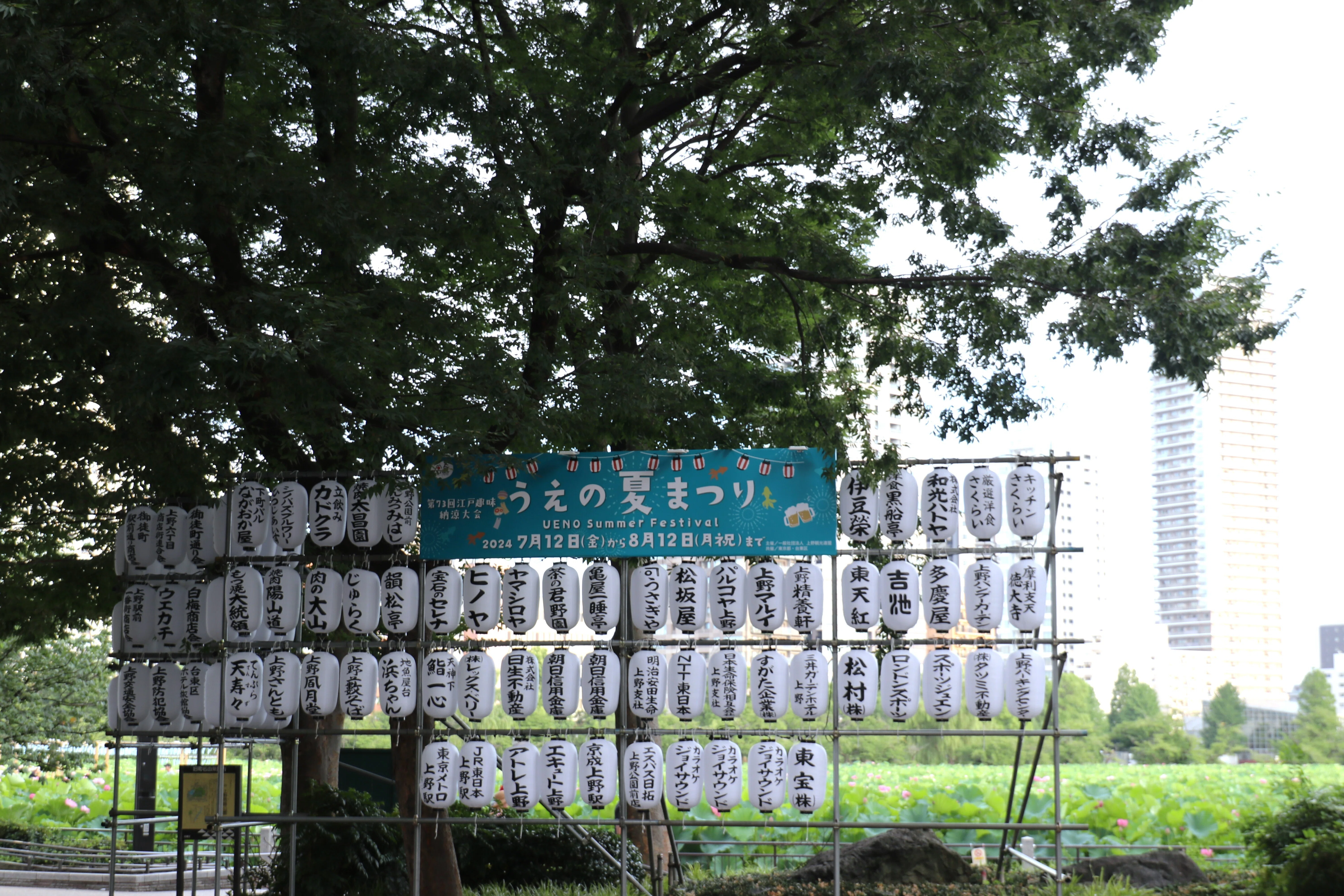 写真】蓮、不忍池｜Abbey -旅するように暮らす、暮らすように旅する-