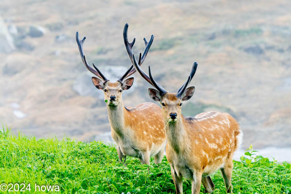 北海道大自然の神威　蝦夷鹿 北海道大自然の神威 蝦夷鹿