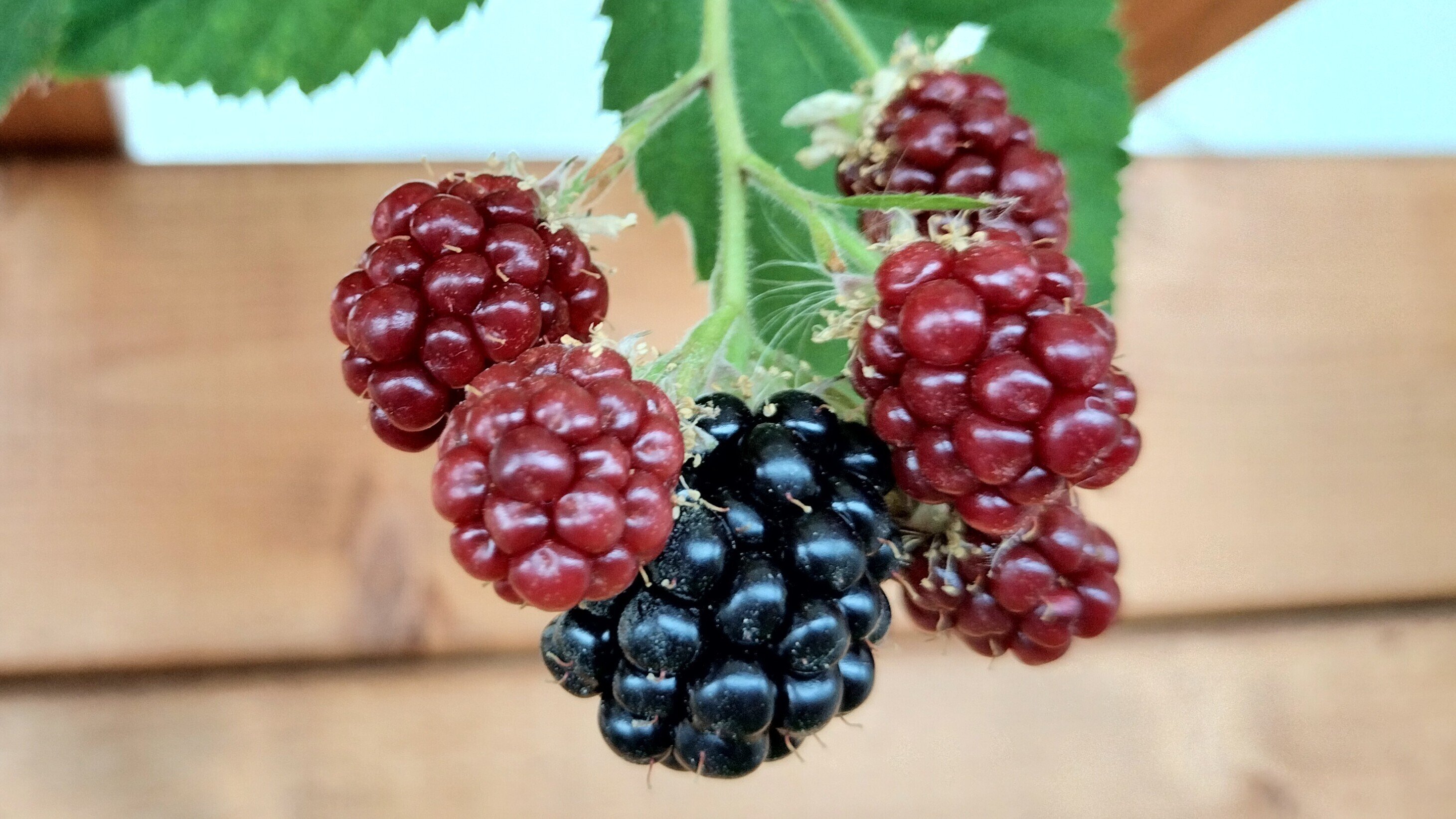 7月のベランダ果樹園：春が旬のフルーツが終わり、主役は夏秋が旬の