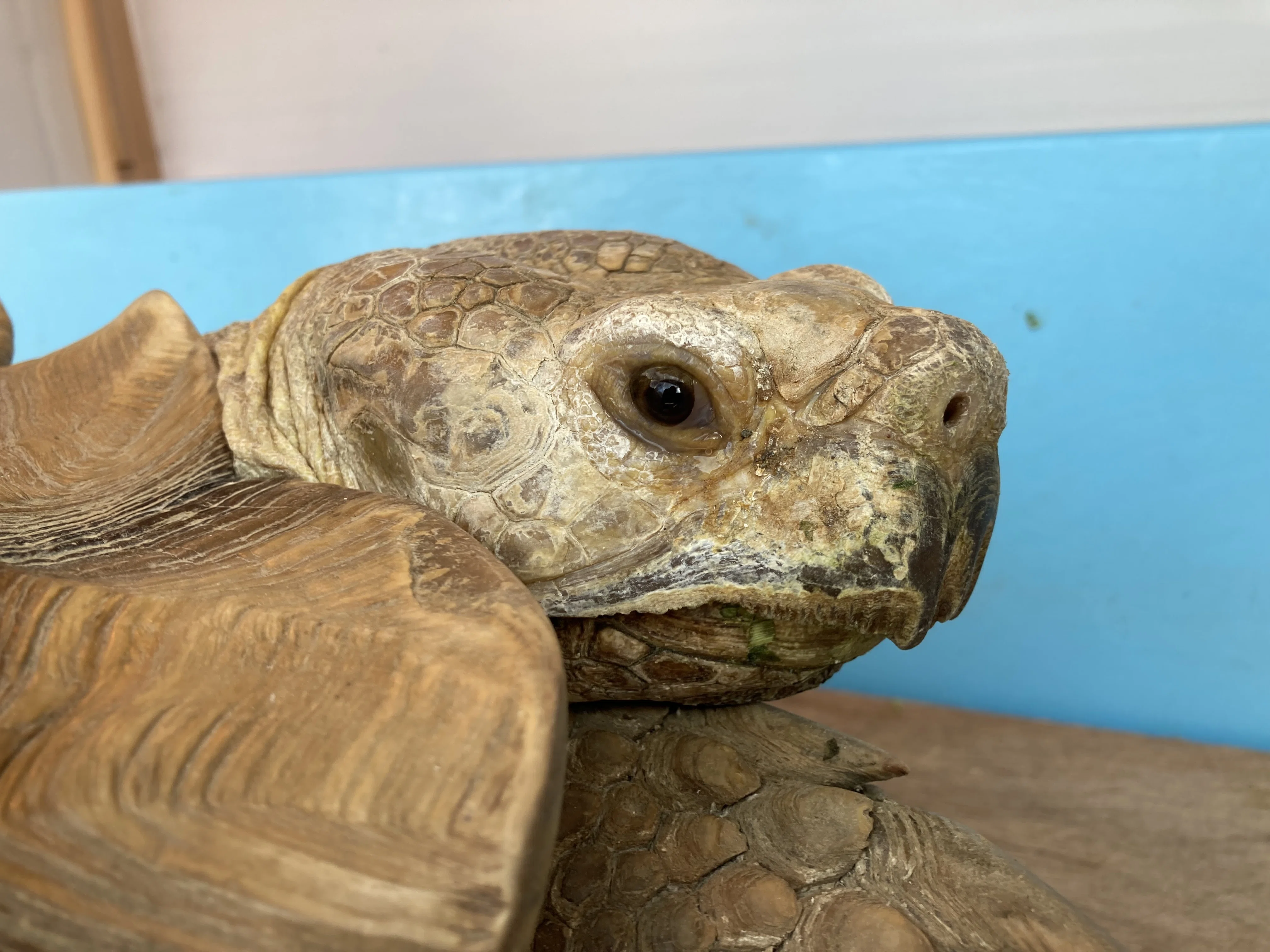 リクガメ舎で多いご質問🐢｜桂浜水族館 公式