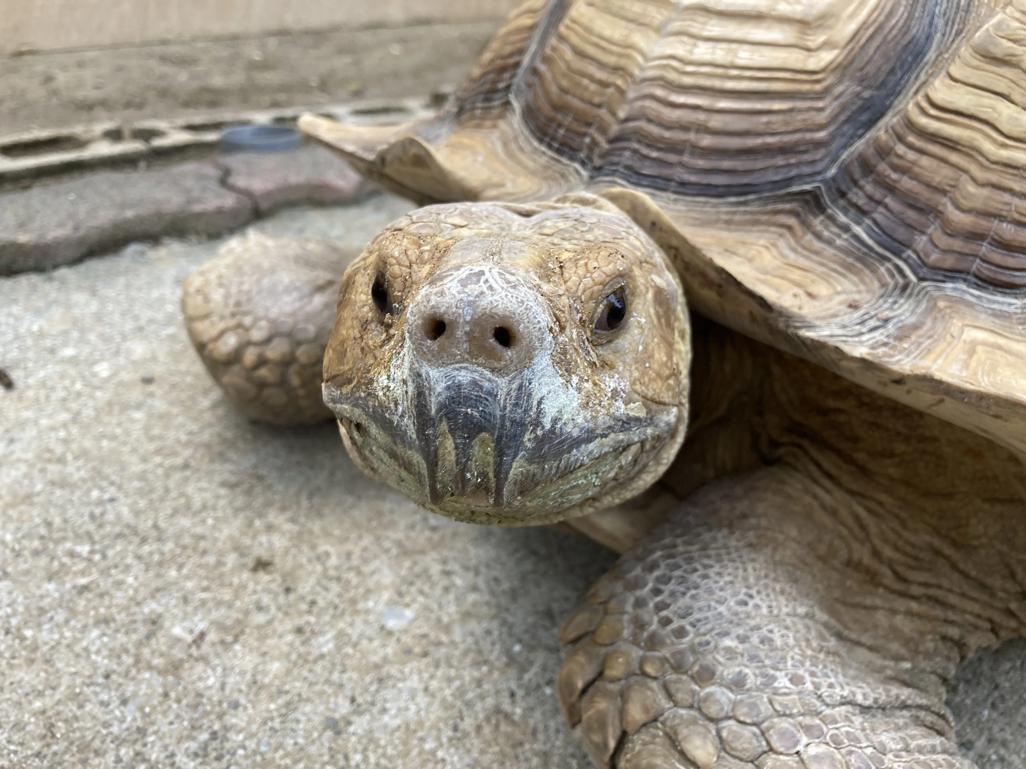 リクガメ舎で多いご質問🐢｜桂浜水族館 公式