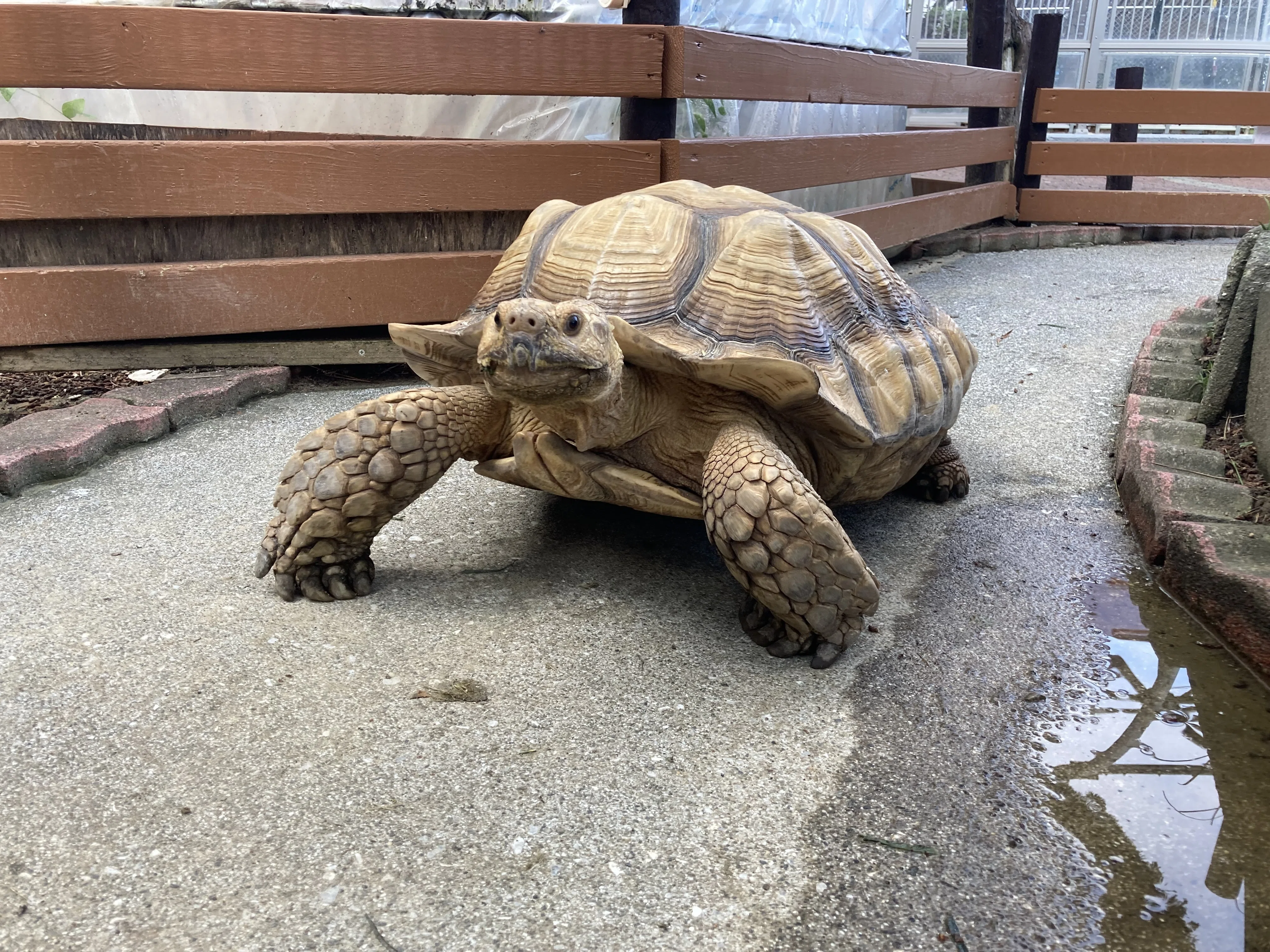 リクガメ舎で多いご質問🐢｜桂浜水族館 公式