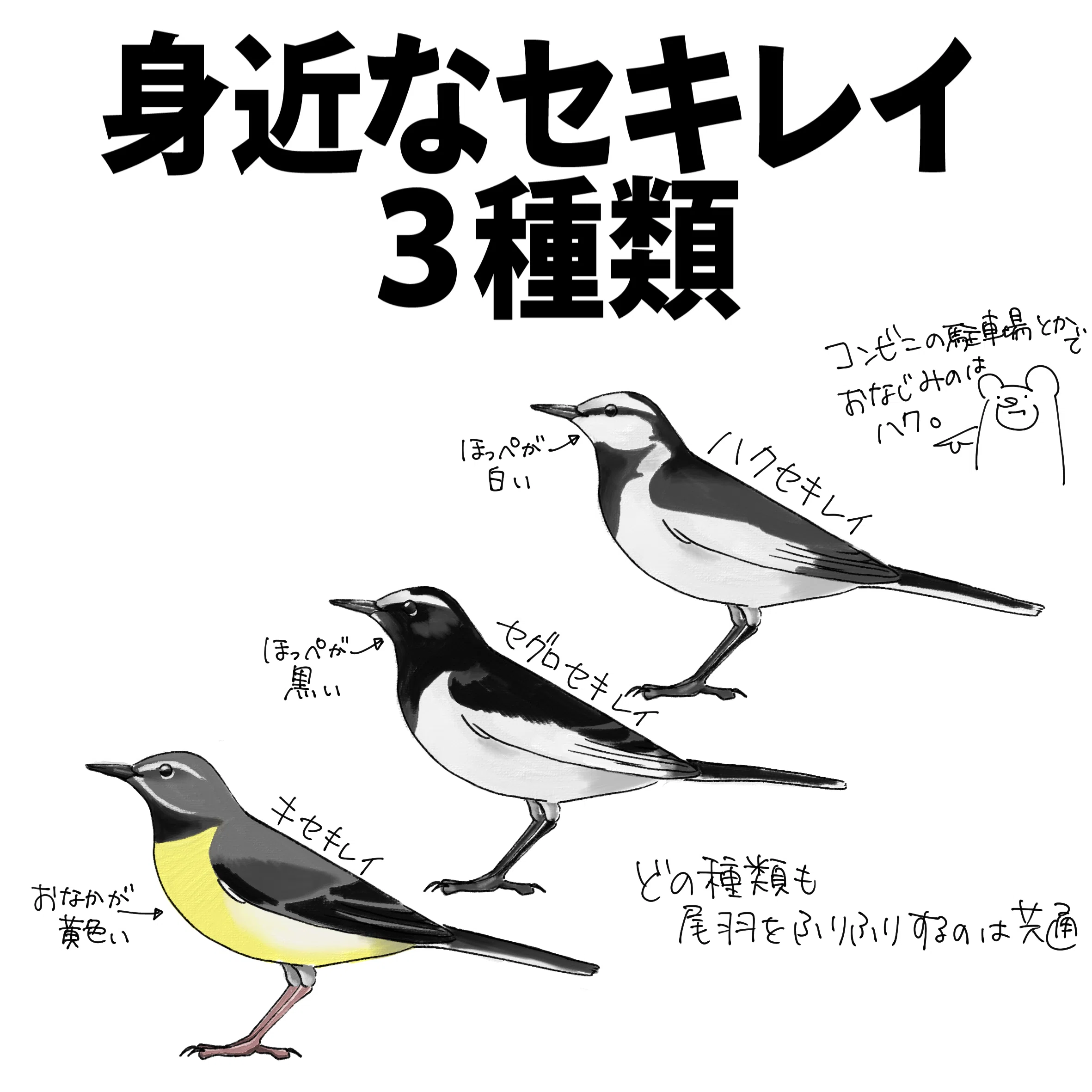 身近なセキレイ3種類｜くますけ｜自然ガイド・クリエイター