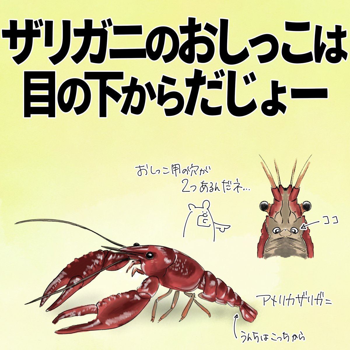 おしっこの穴の画像  