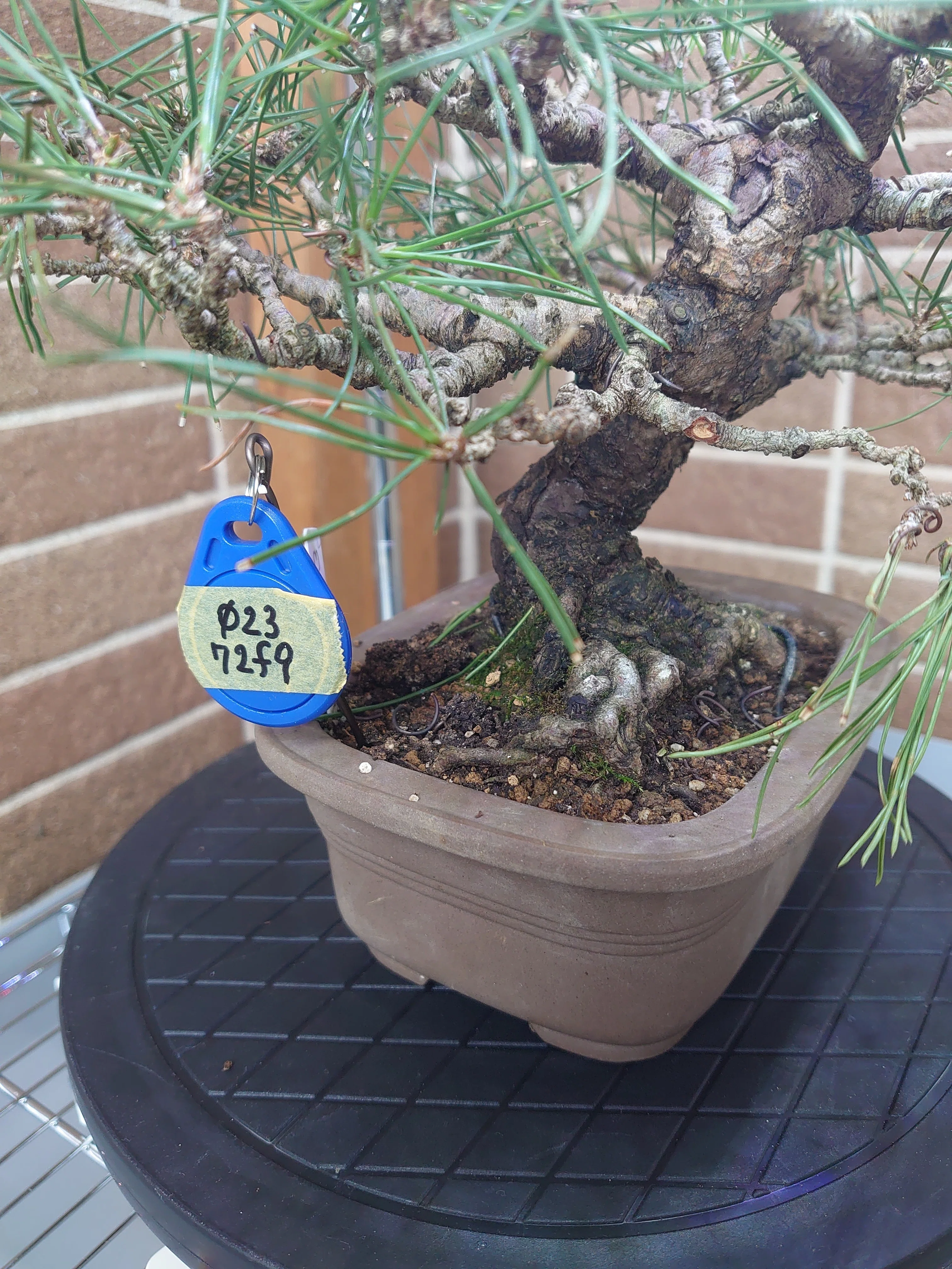 盆栽計測装置「Bonsai Dock」をご紹介いたします｜BonitoBonsai大好き！