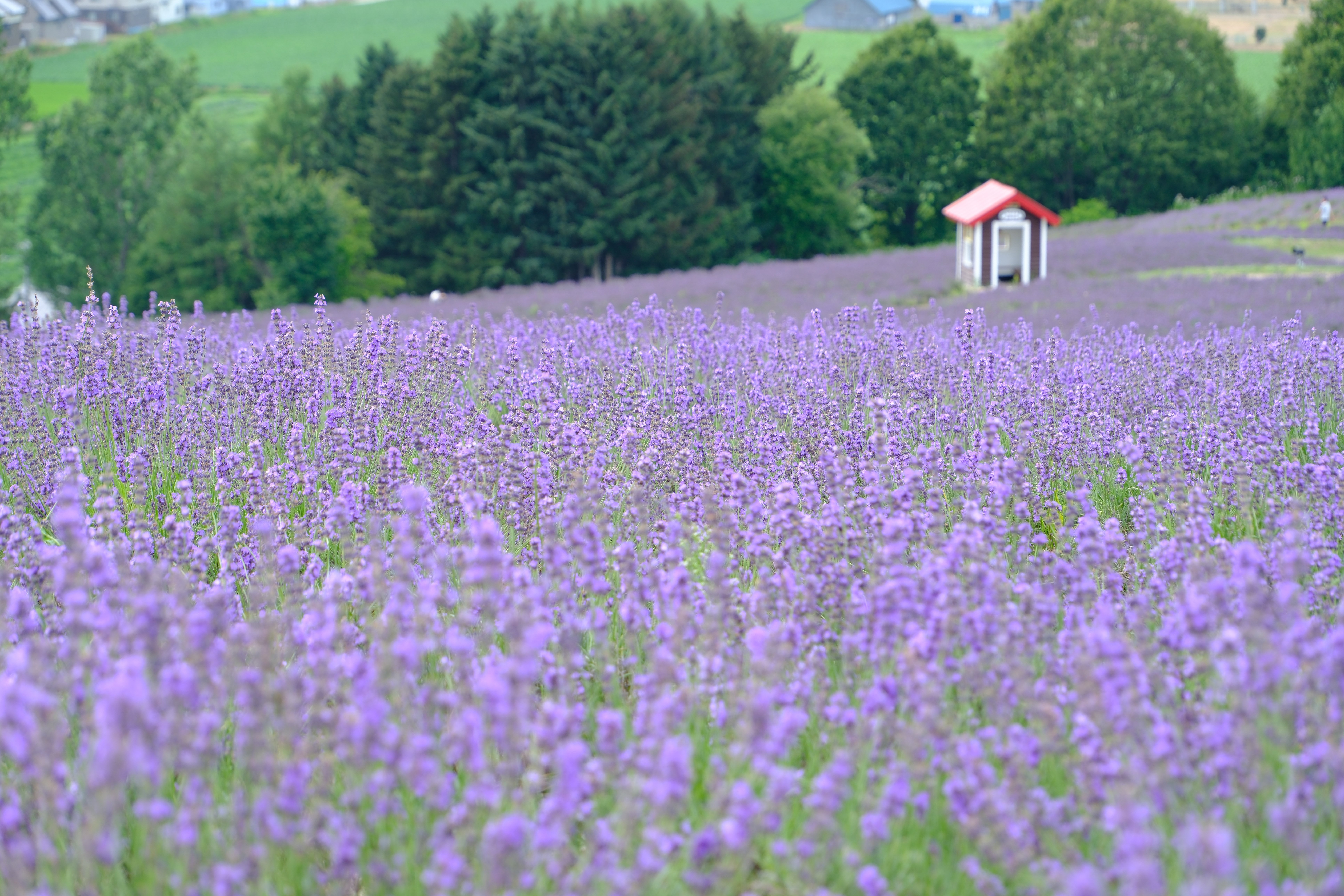 X-T5】北海道のラベンダーは、普通のフィルムシミュレーションがよい