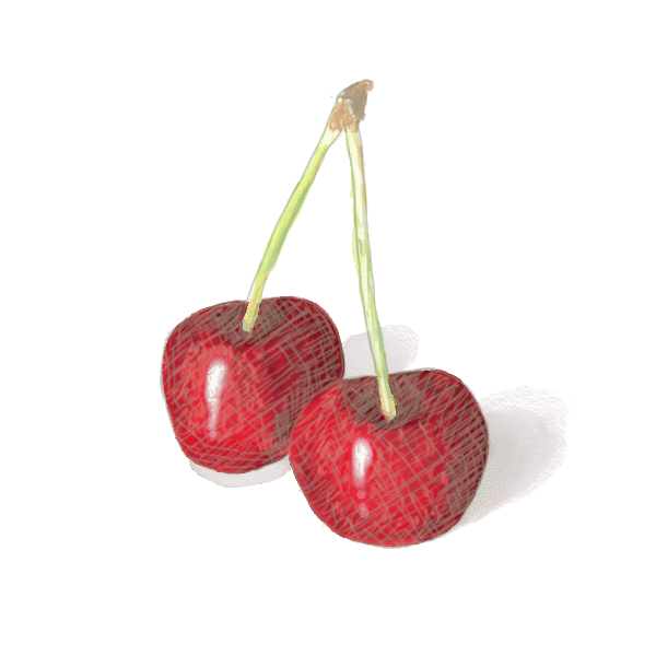 スケッチ16日目「アメリカンチェリー」｜㌰㌿