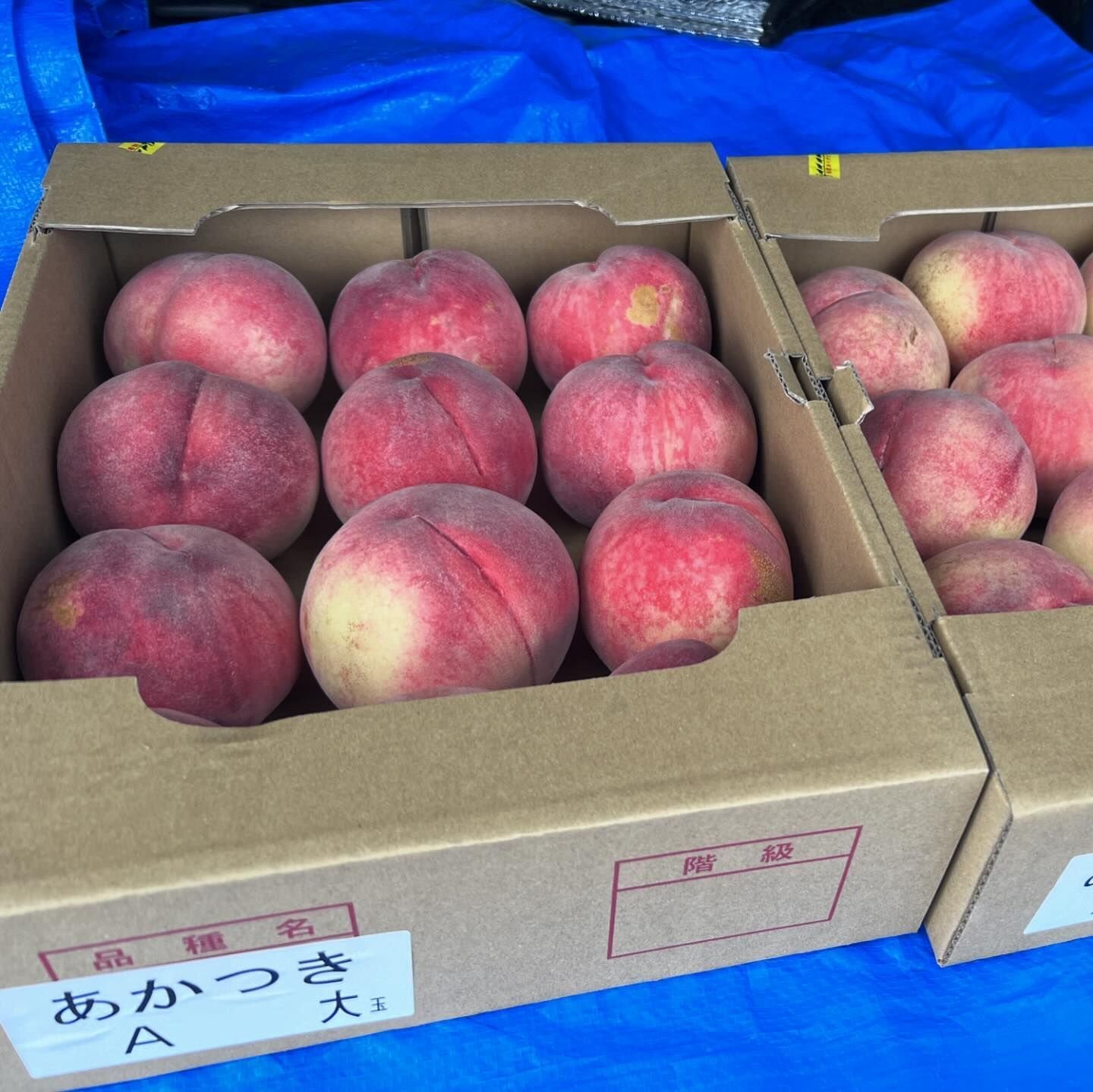 長野県南信州松川町のもなりんで夏の桃を爆買い!その魅力を徹底 長野県南信州松川町のもなりんで夏の桃を爆買い!その魅力を徹底