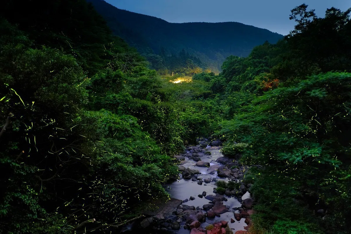 佐賀県 岩屋川内川の蛍灯 © 諸石 信