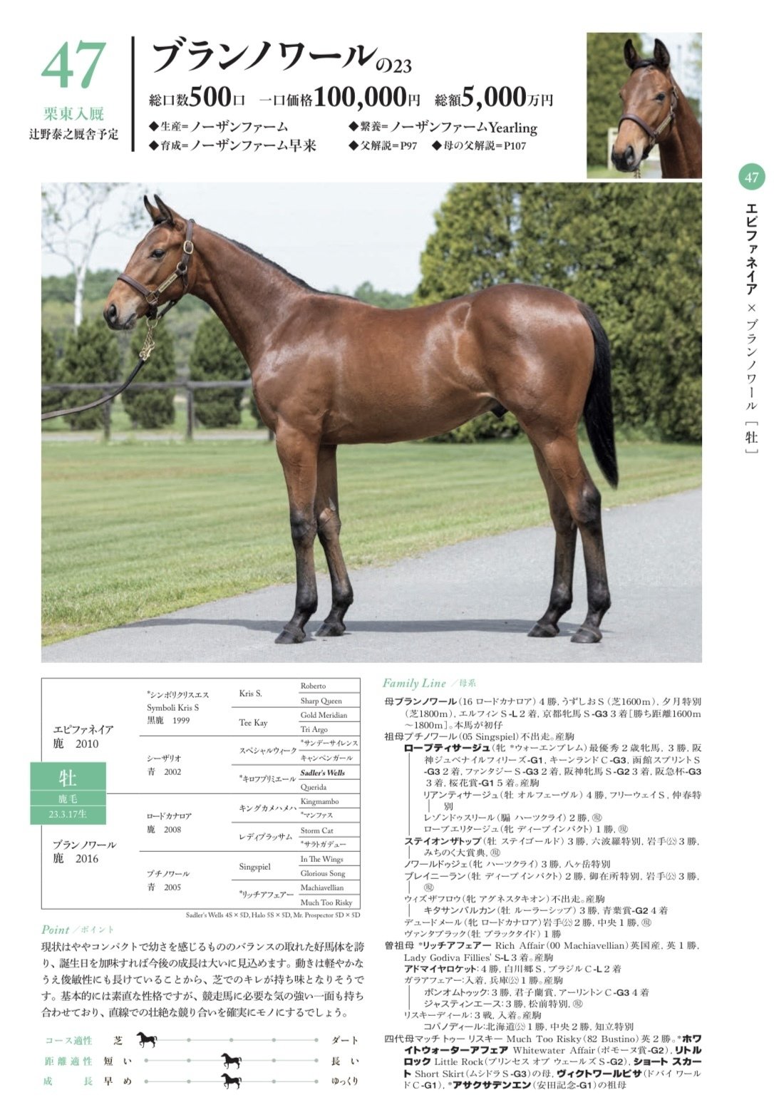 シルク募集時評価2024年 関西馬①｜サンデーDサイレンス