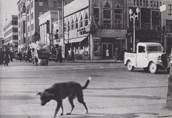 黒澤明監督 『野良犬』 ： もっと注目されて然るべき、リアリズム映画