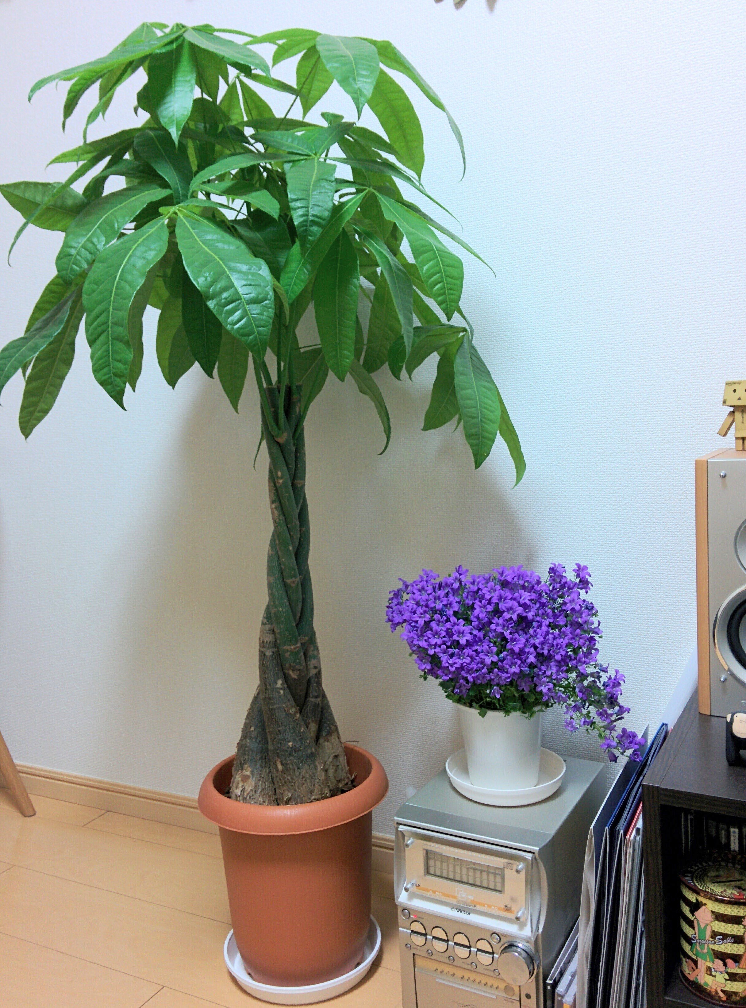 ホントに初心者向け？意外と難しい観葉植物｜パキラの育て方｜twins