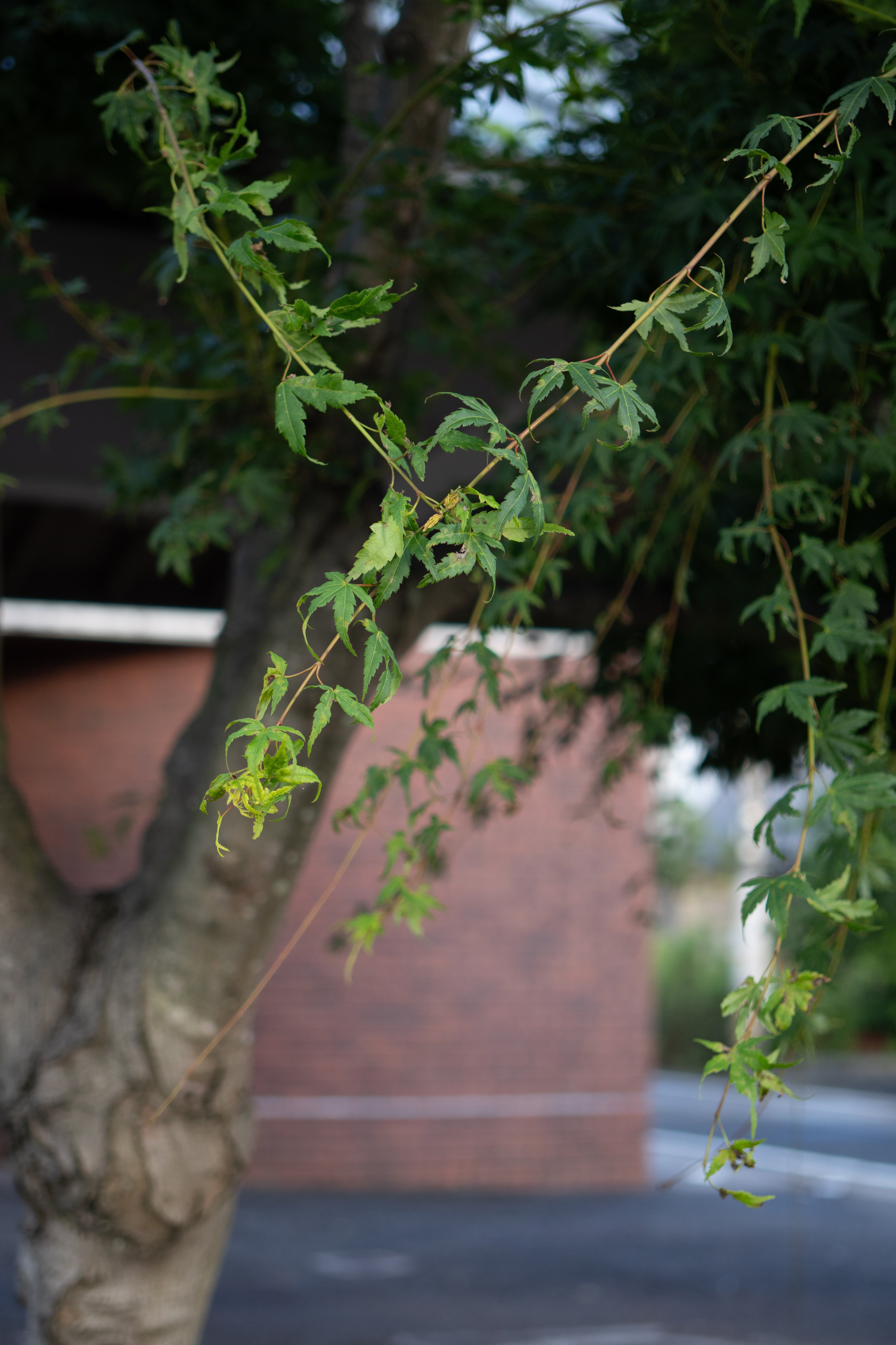 SONY 50mm F2.8 macro(SEL50M28)の使用レビュー。スナップと相性 SONY 50mm F2.8 macro(SEL50M28)の使用レビュー。スナップと相性