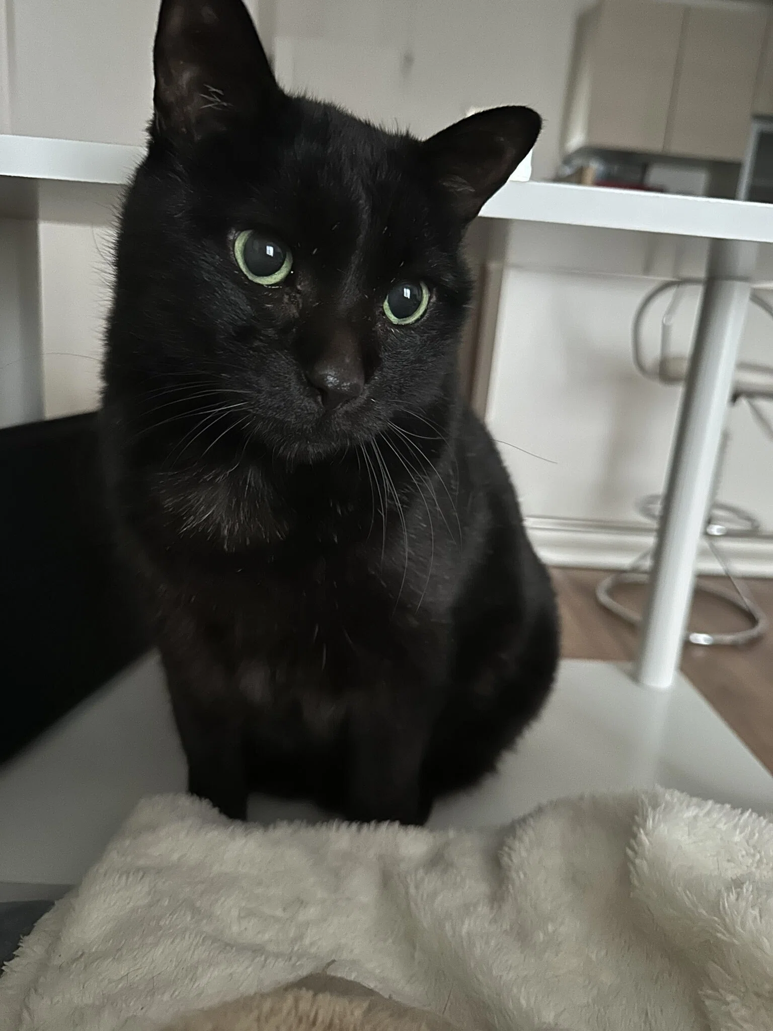 体が勝手に進んでいくニャ」無抵抗のまま押されていく黒猫ちゃんの姿に