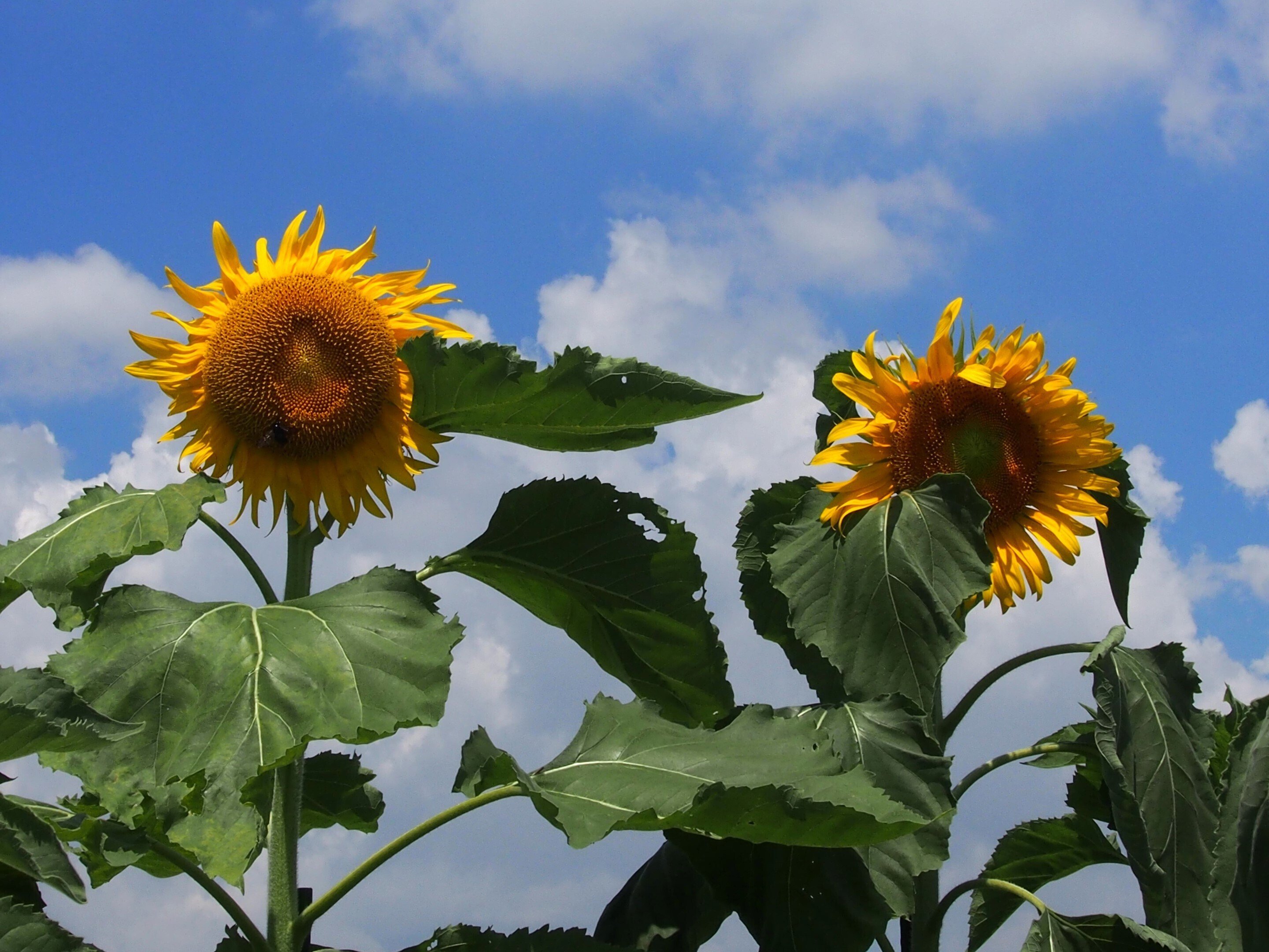伊丹市 スカイランドHARADA2024年7月22日,26日【ひまわり】｜レタス