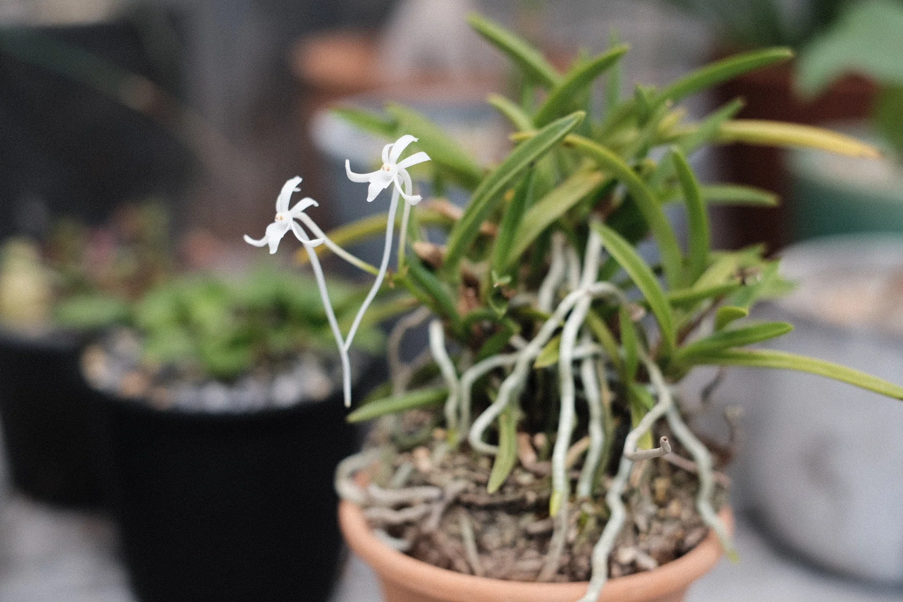 フウランの花が咲いたよ！｜フウラン成長記録｜chii