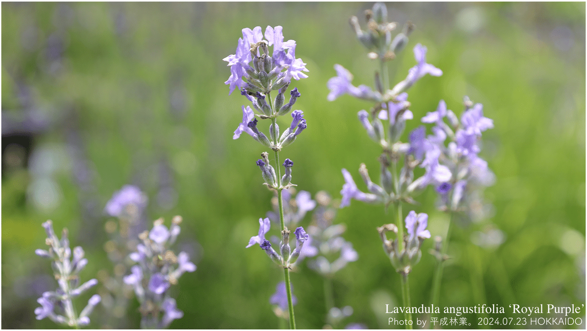 蒸留日記 vol.117】イングリッシュラベンダー 'ロイヤルパープル'の