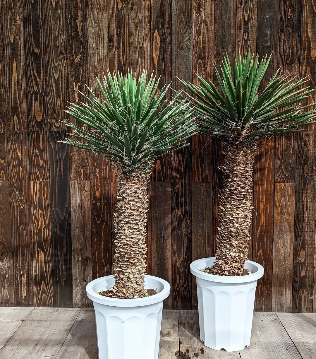 57 金鯱様確認用 ユッカ フィリフェラ Yucca filifera