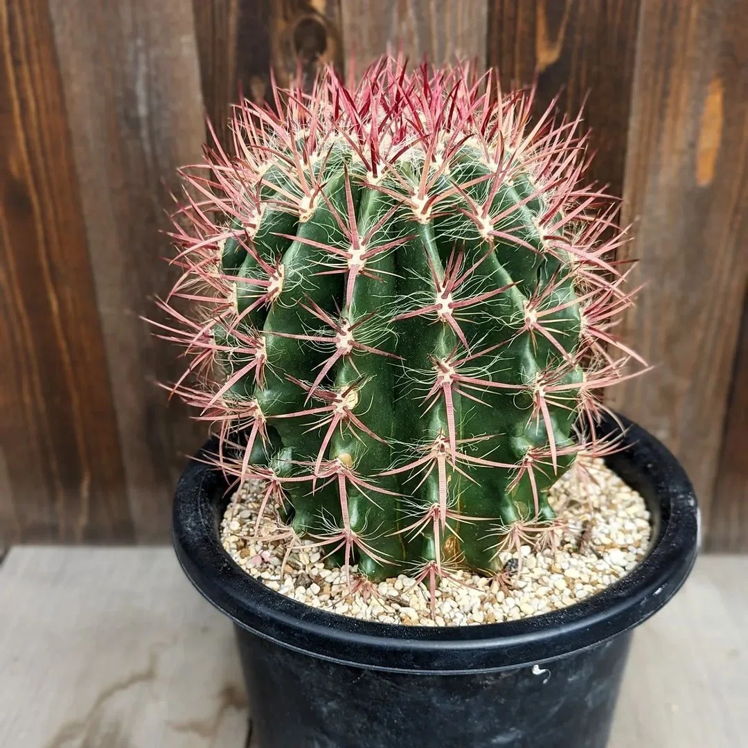 ユッカロストラータ 実生 ドライガーデン 観葉植物 サボテン アガベ 