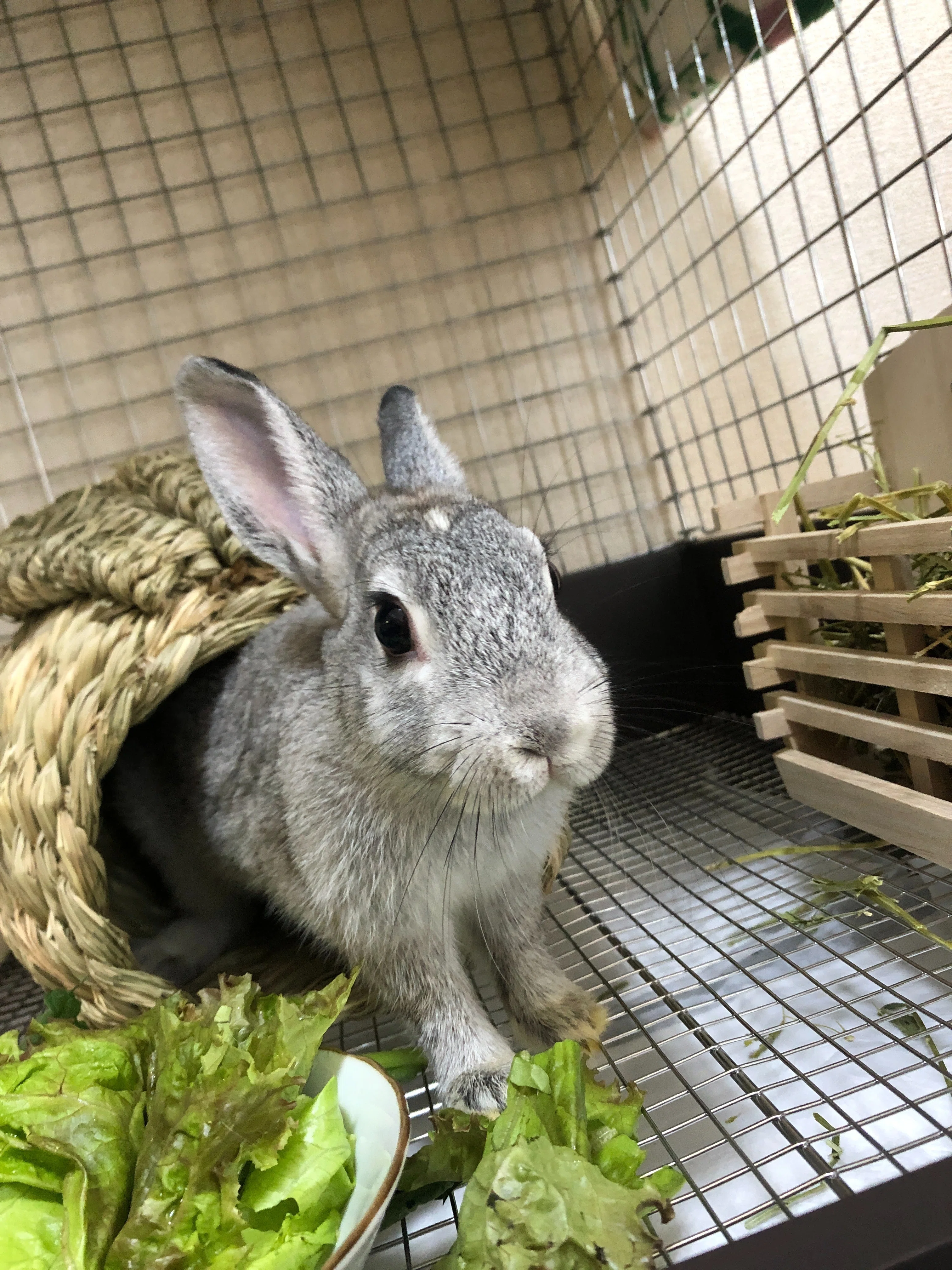東大阪の公園ダッシュしてたうさぎを引き取った話｜あやこあにぃ