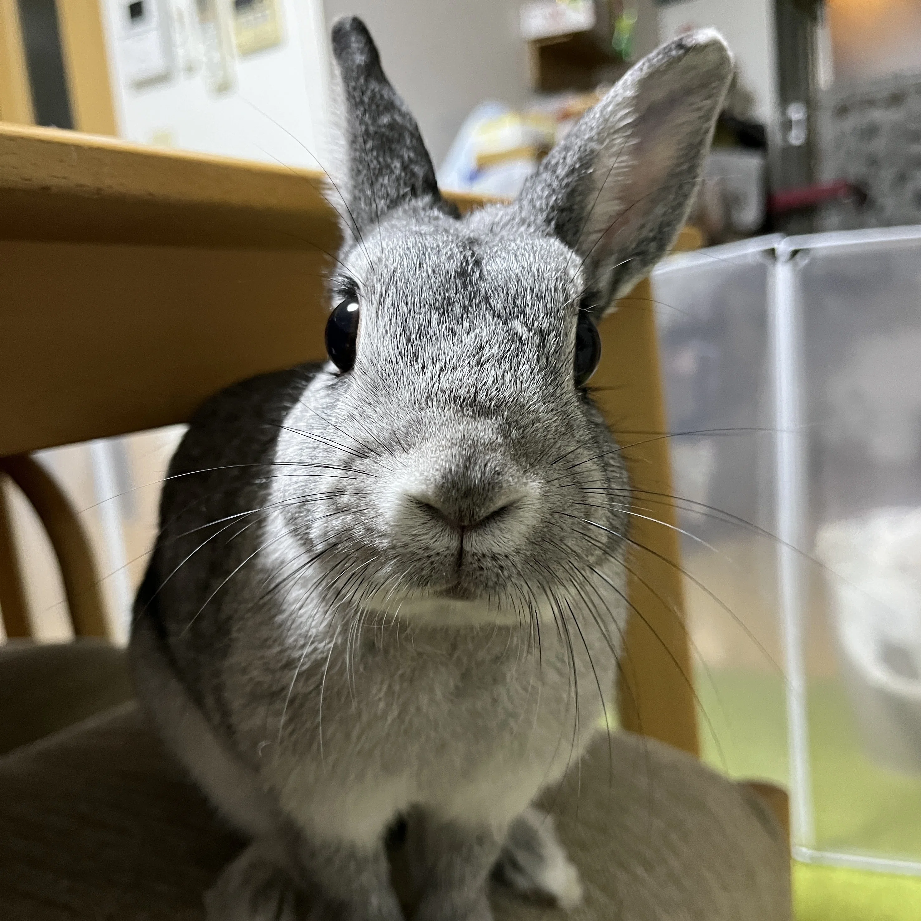 東大阪の公園ダッシュしてたうさぎを引き取った話｜あやこあにぃ
