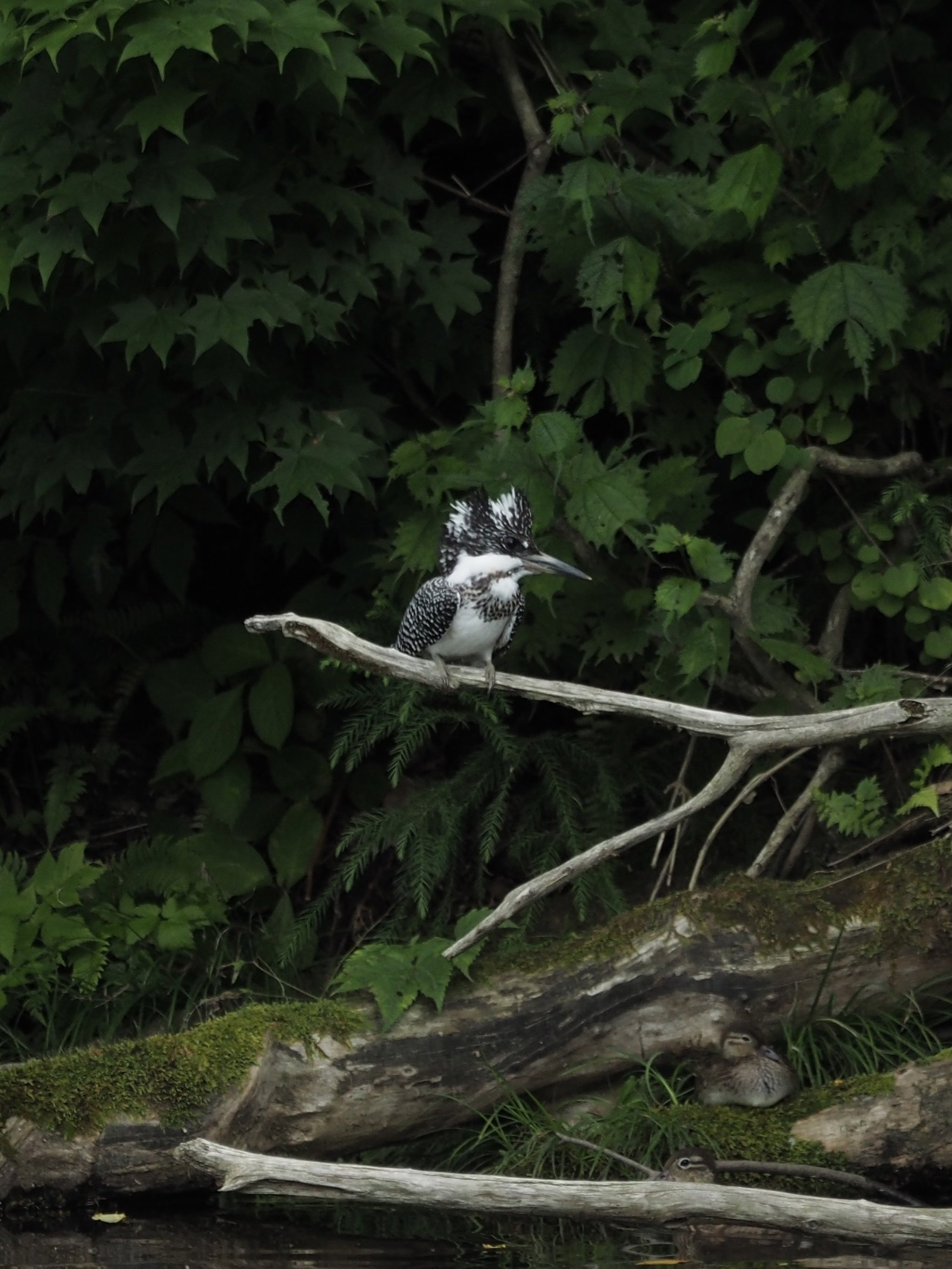 カワセミ三兄弟｜奥入瀬日和@星野リゾート