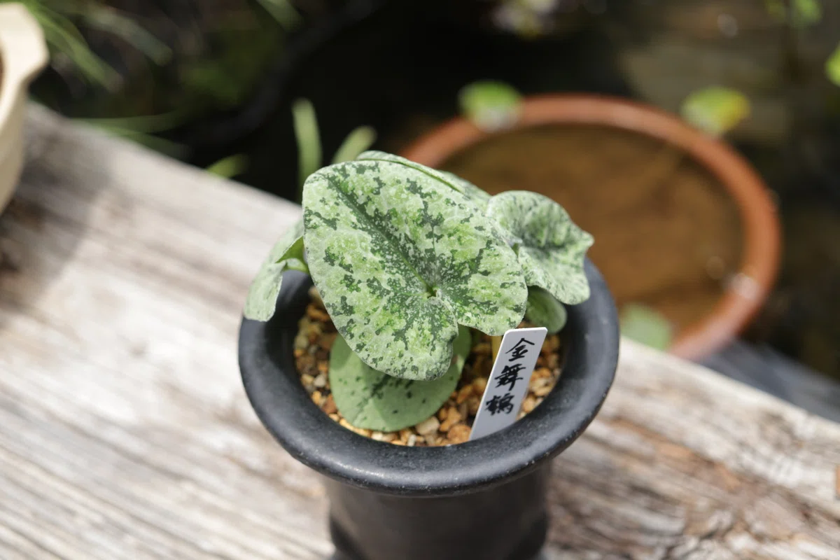 日本古来の観葉植物｜古典園芸植物 細辛研究会