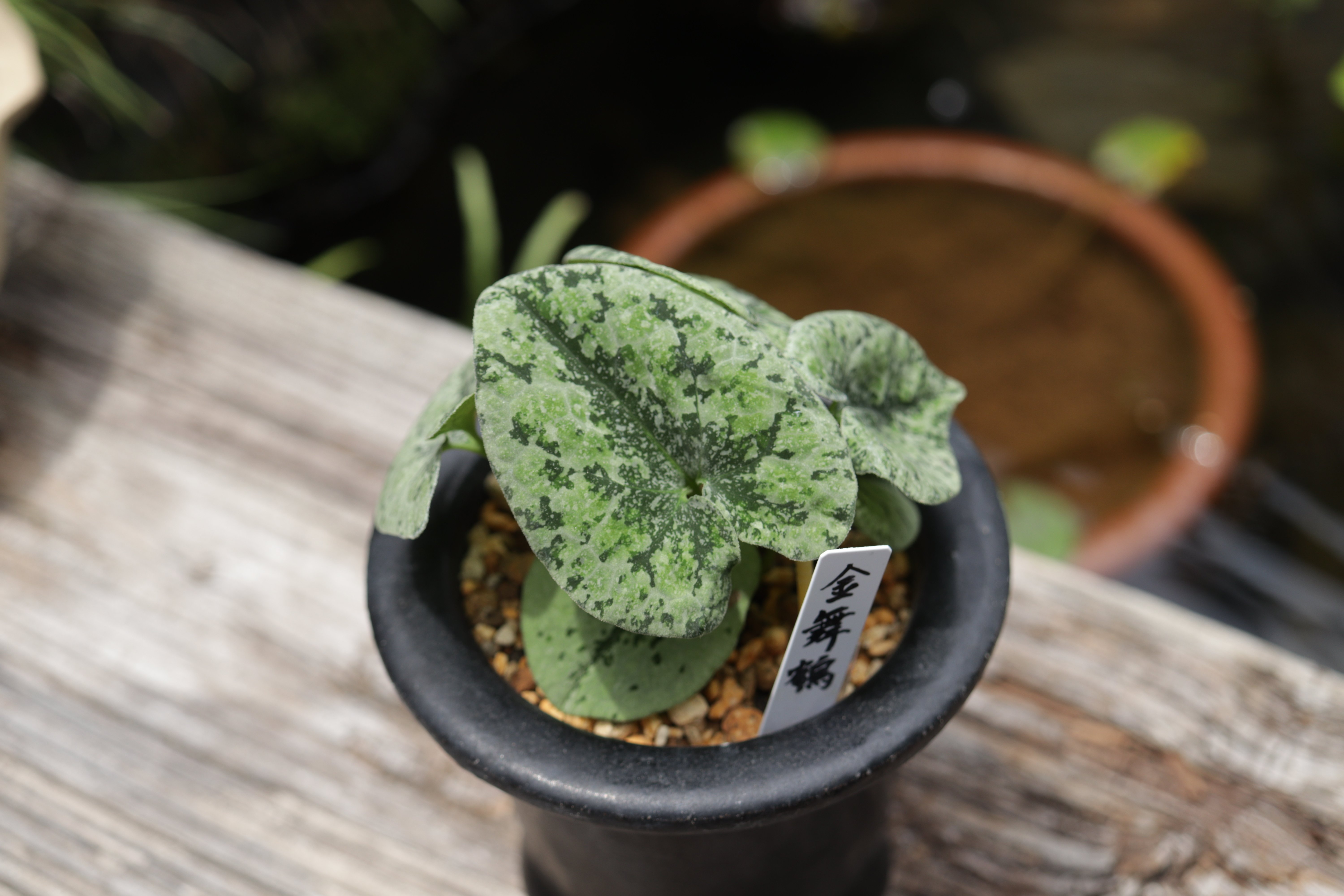 図鑑 細辛寒葵 山野草 カンアオイ 細辛 寒葵 名鑑 名品 古典園芸植物