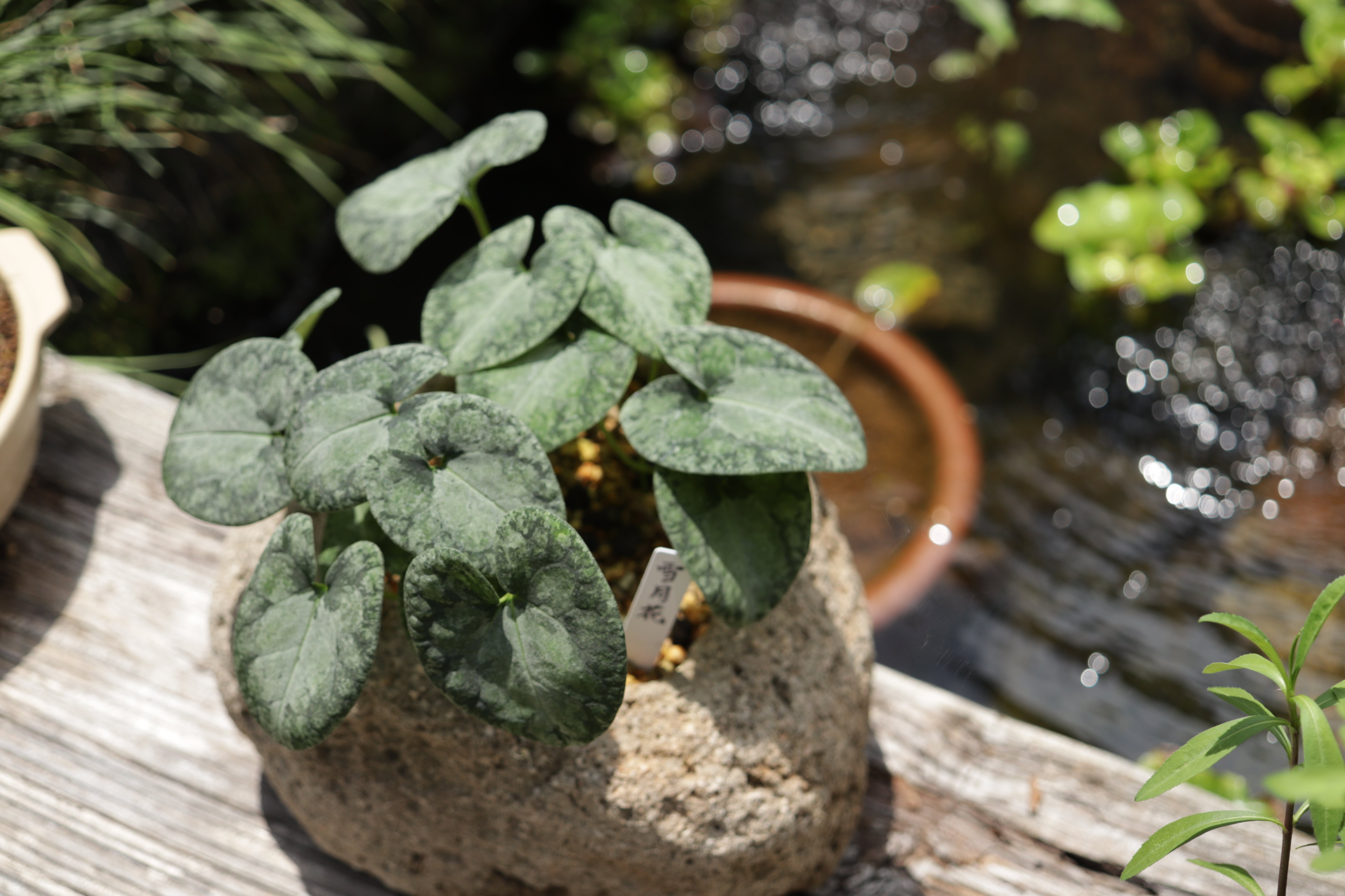 日本古来の観葉植物|古典園芸植物 細辛研究会 日本古来の観葉植物|古典園芸植物 細辛研究会