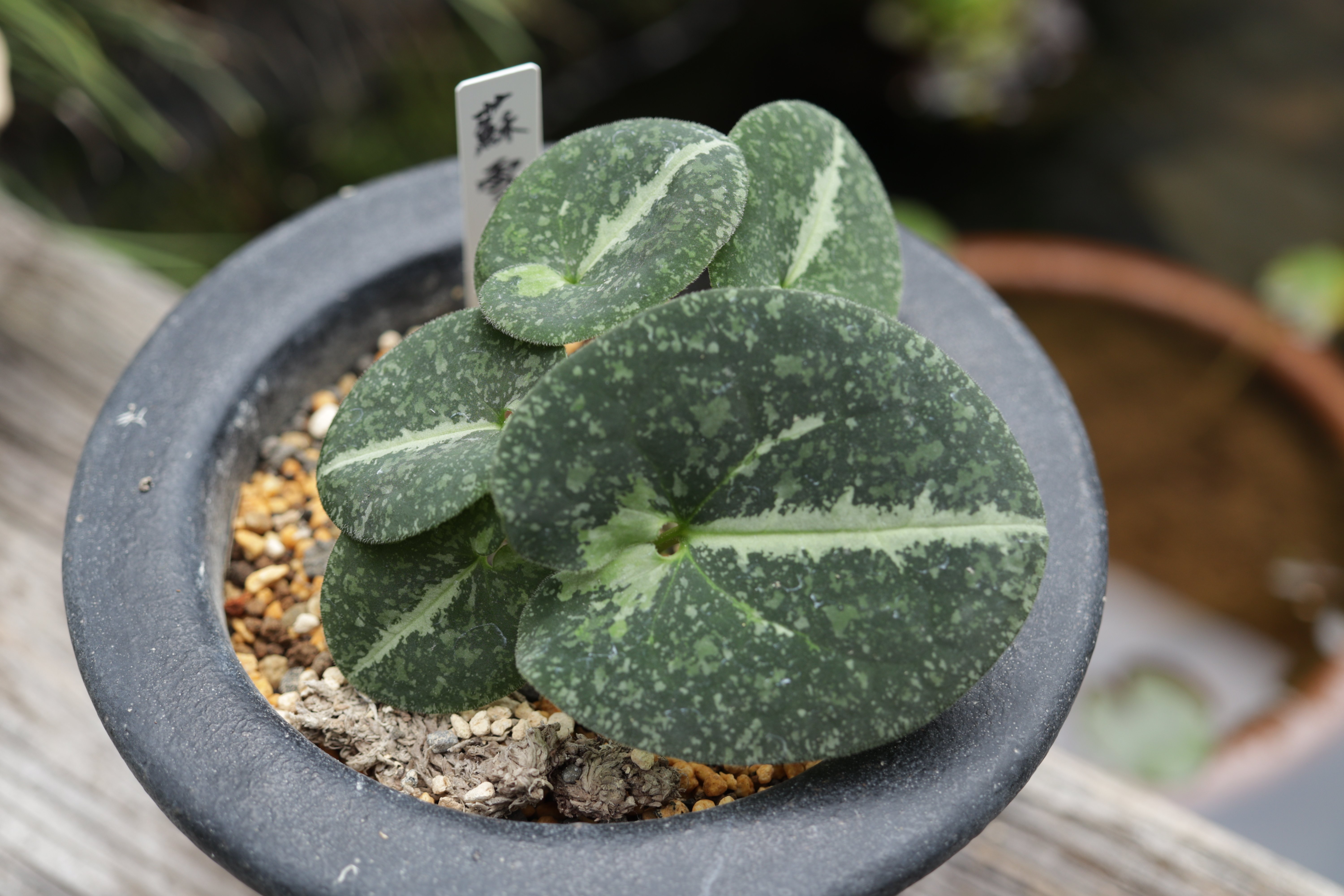 日本古来の観葉植物｜古典園芸植物 細辛研究会