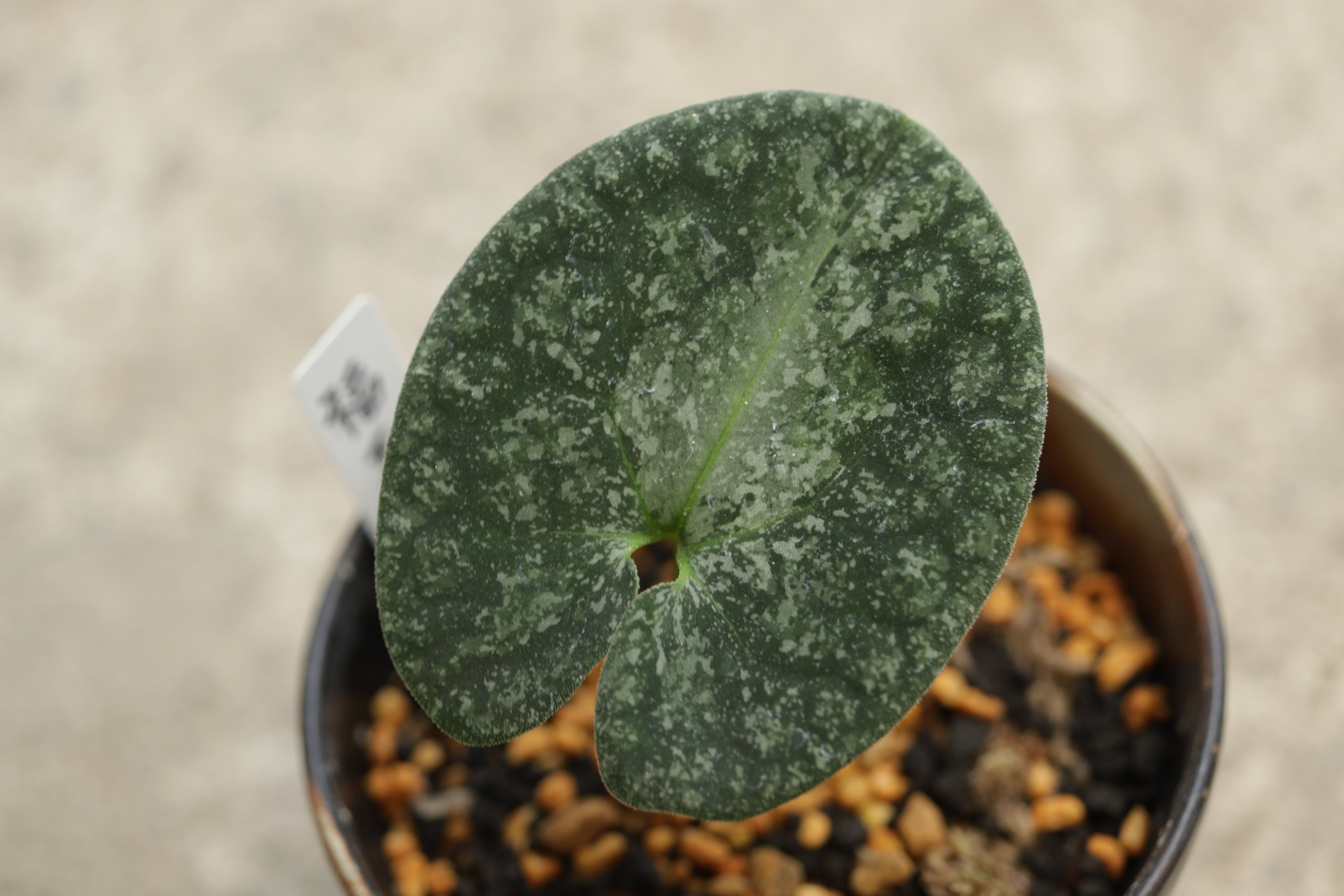 日本古来の観葉植物|古典園芸植物 細辛研究会 日本古来の観葉植物|古典園芸植物 細辛研究会