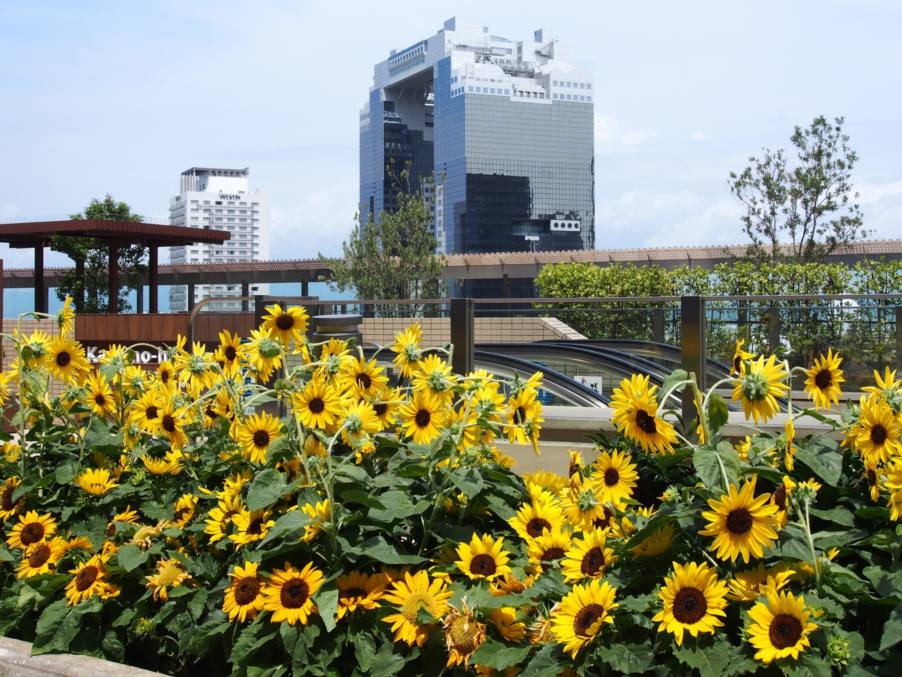 大阪駅 風の広場2024年7月24日【ひまわり】｜レタス