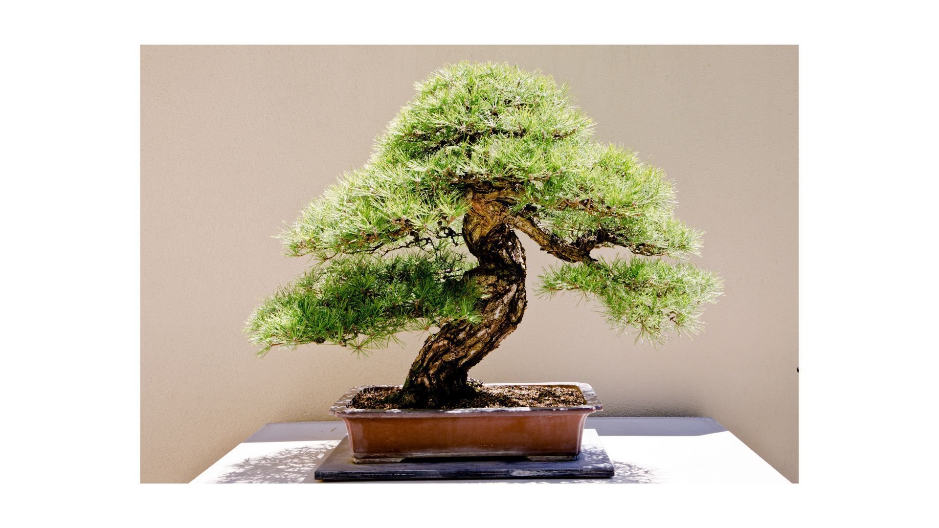 盆栽』を学び、選び、育て始めて生まれた感情。｜コウヤ シンゴ