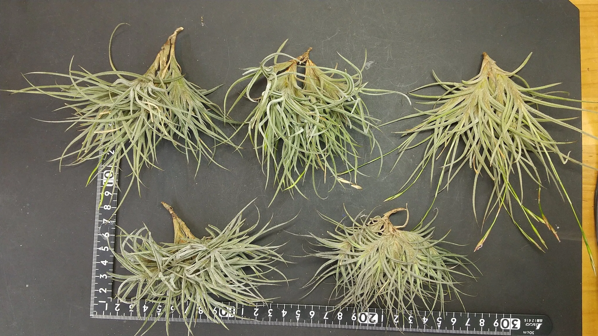 チランジア入荷リスト7/23｜NatureGarden🌿神田