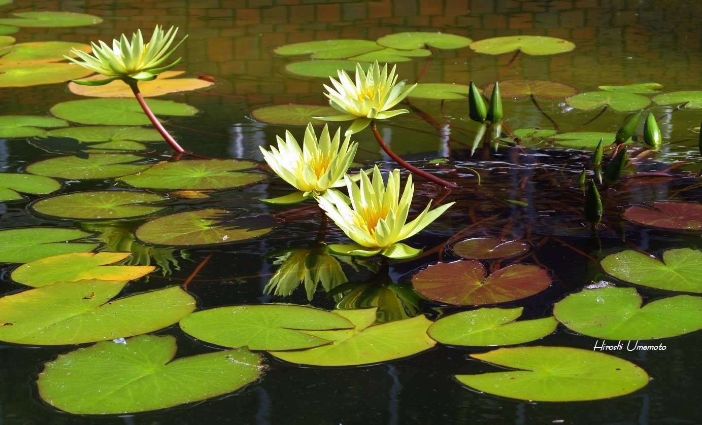ジョンデリアン デコパージュプレート water lily 睡蓮 Nymphaea 'Dream Green'（ドリーム・グリーン）: 睡蓮図鑑（睡蓮愛）