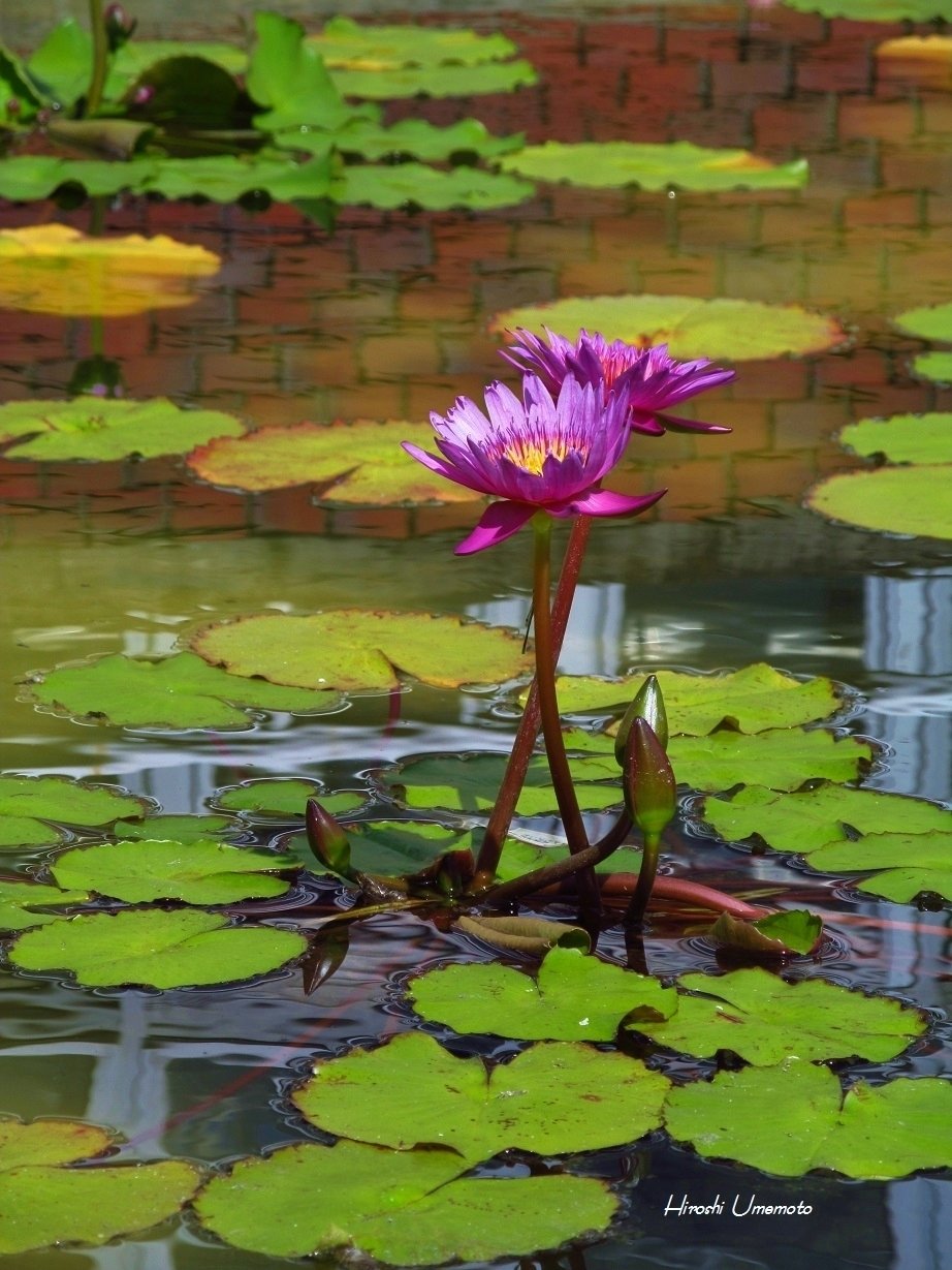 熱帯スイレン（Tropical Water Lily）｜ume_hiro