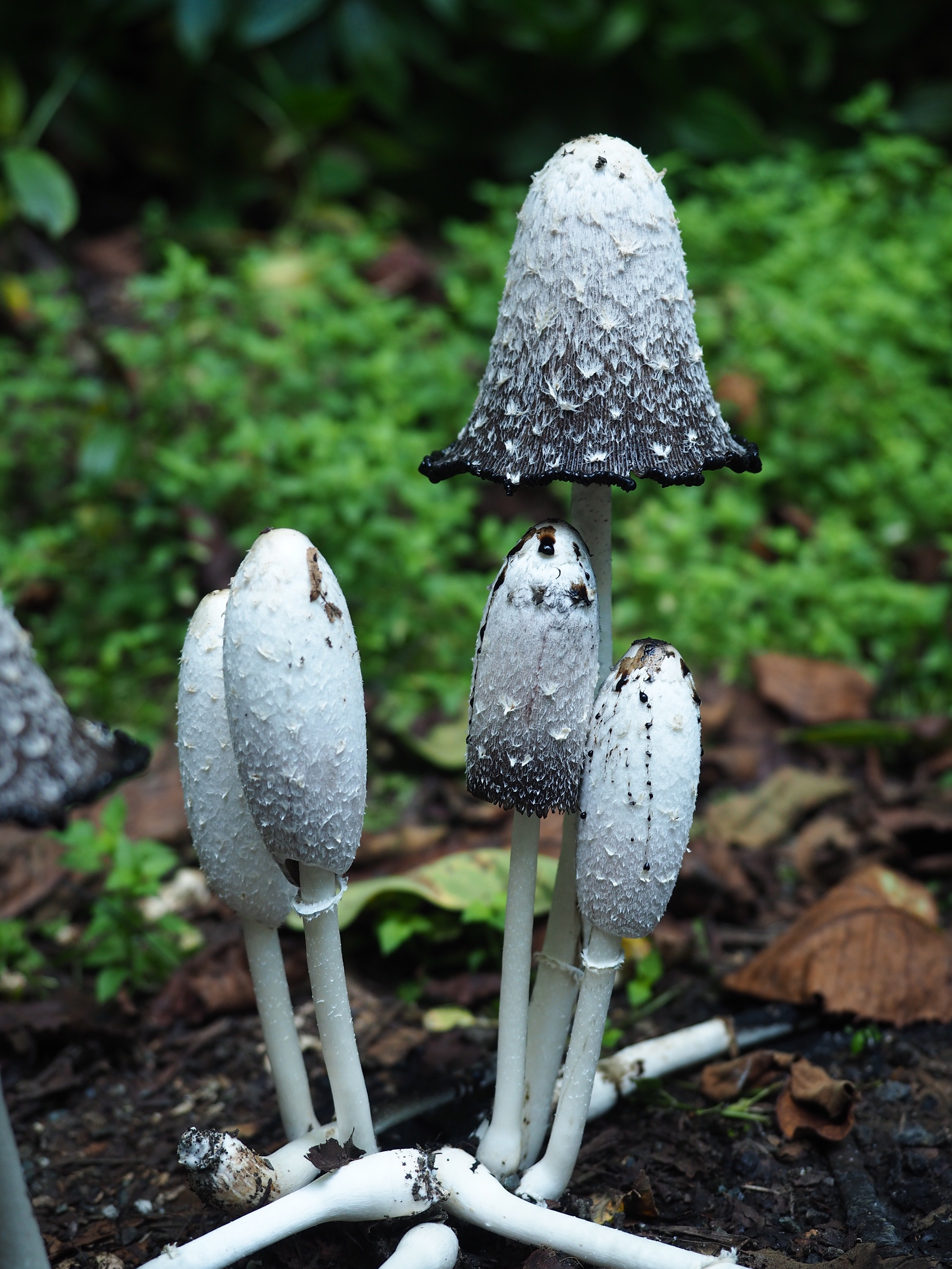 つきのこ ゼニゴケツブチャワンタケOctospora ithacaensis | きのこびと