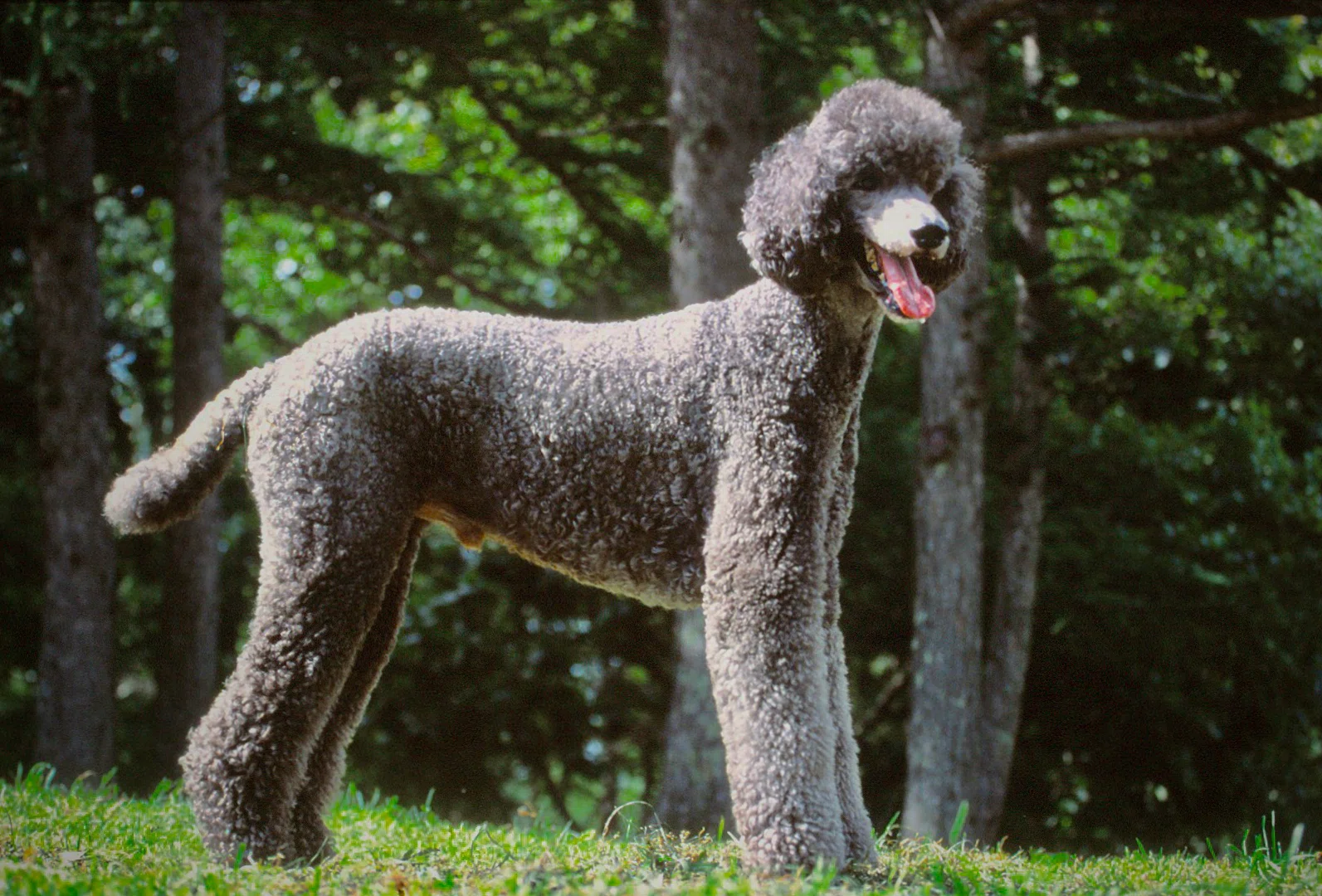 フランス作家一点物☆プードル犬のペンダント プードル POODLE：近世以前 ドイツ｜2本足の犬