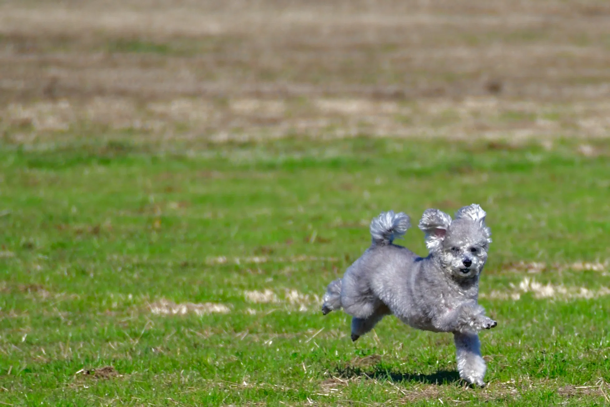プードル POODLE：近世以前 ドイツ｜2本足の犬