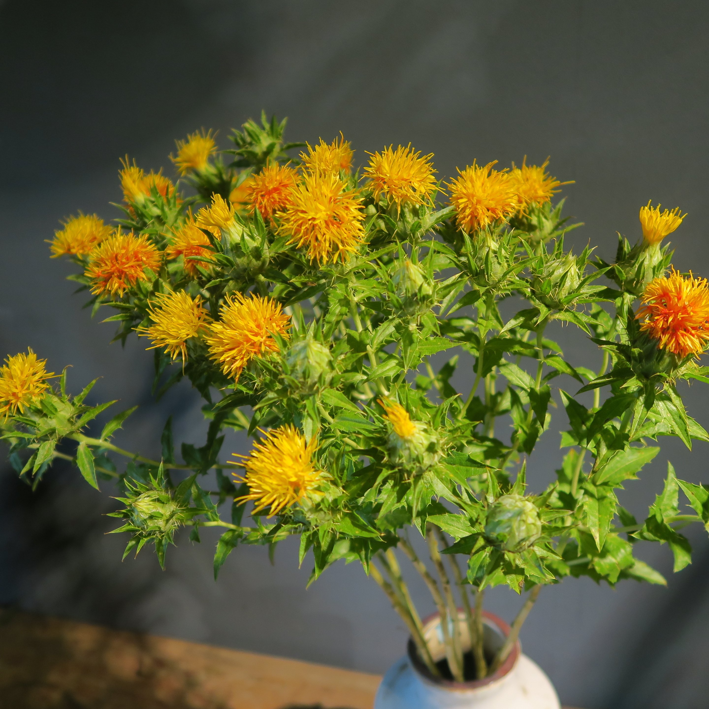 今日の花 紅花｜花屋のラフ